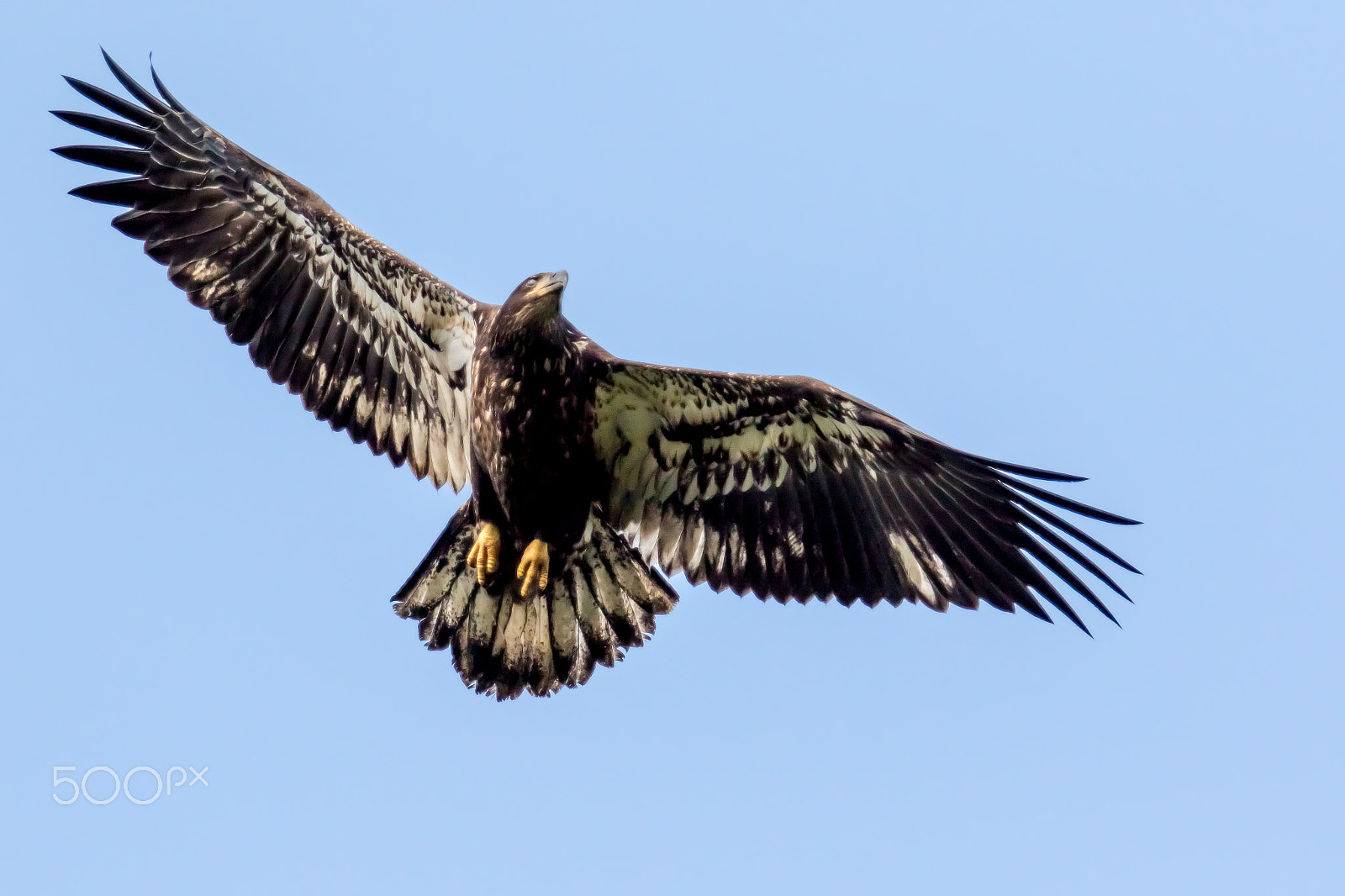Canon EF 70-200mm F2.8L USM sample photo. Immature eagle in flight photography