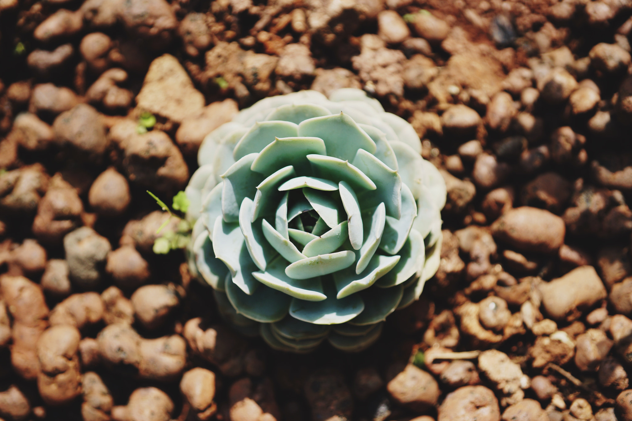 Hasselblad HV sample photo. A succulent plant in yunnan botanical garden photography