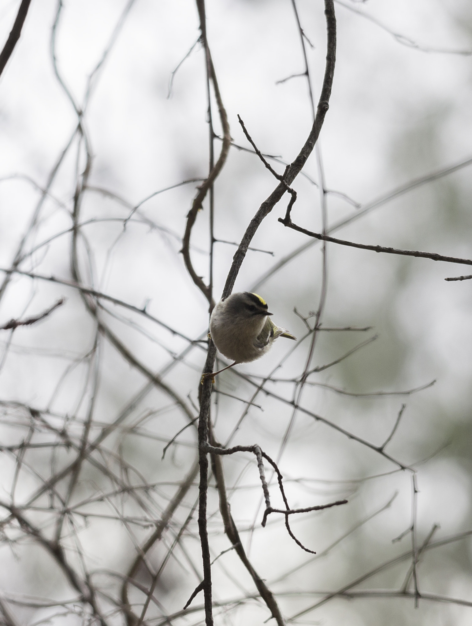 Sigma 150-500mm F5-6.3 DG OS HSM sample photo. Waiting in vine photography