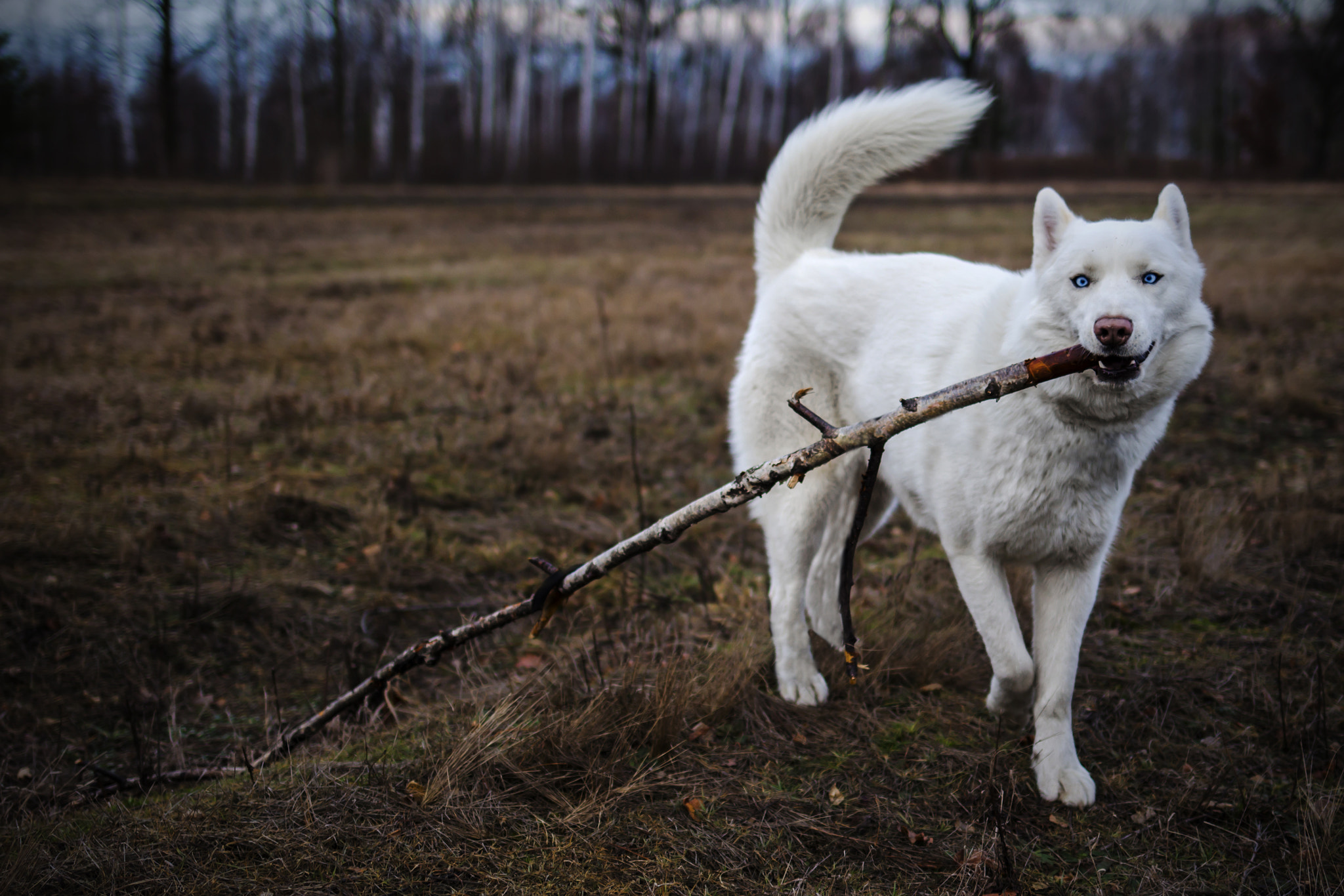 Canon EOS 100D (EOS Rebel SL1 / EOS Kiss X7) + Canon EF 35mm F2 IS USM sample photo. Nanook photography