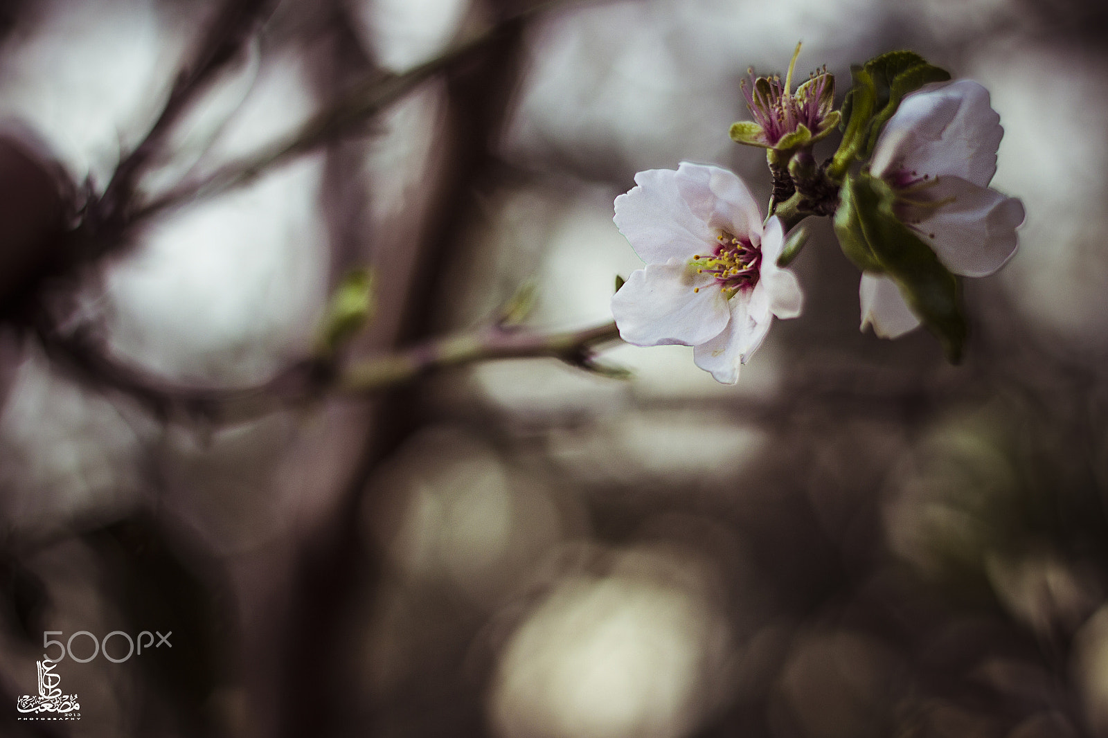 Canon EOS 600D (Rebel EOS T3i / EOS Kiss X5) + Canon EF 50mm F1.8 II sample photo. Almond flowers photography