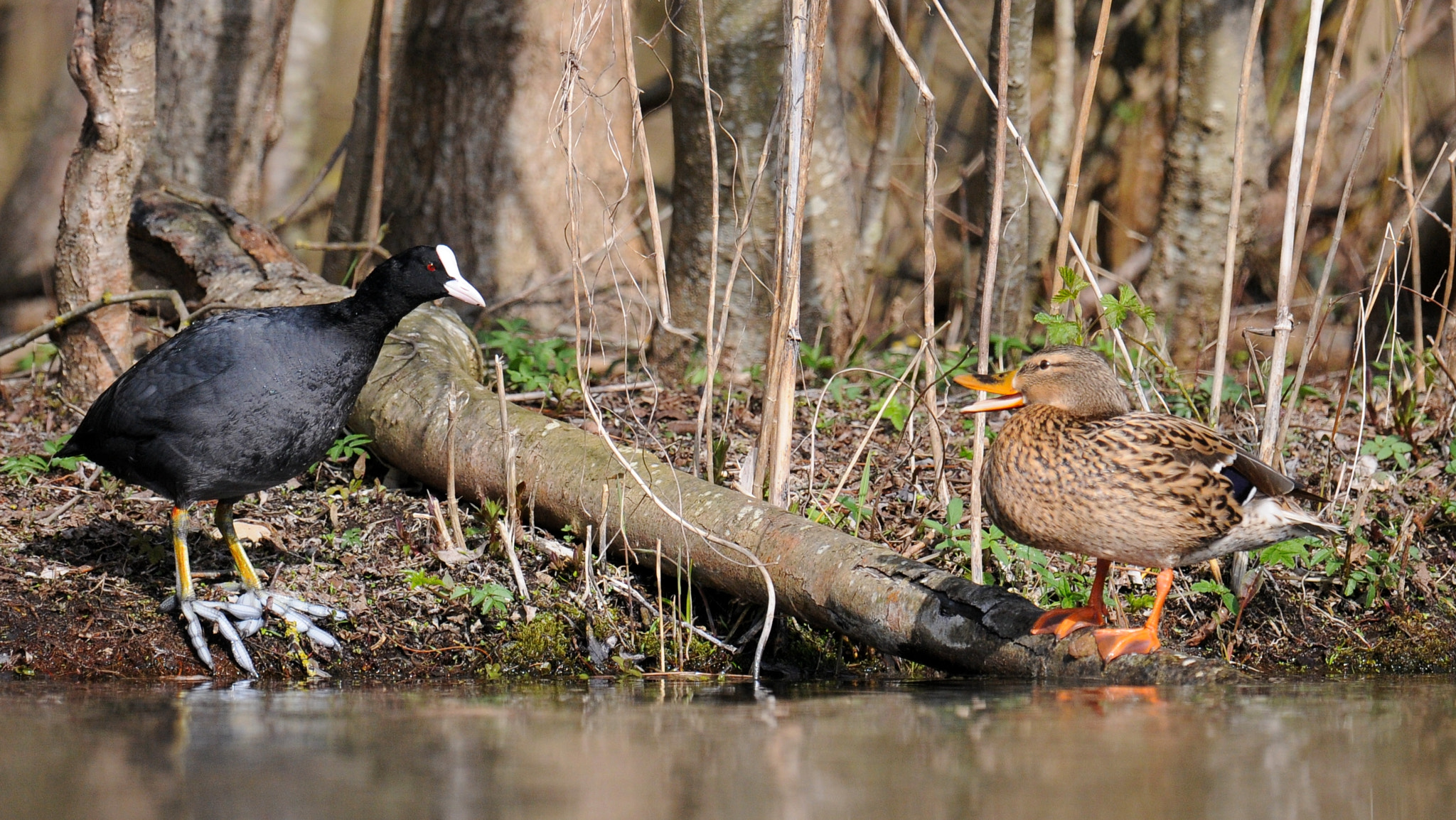 Nikon D300S + Nikon AF-S Nikkor 600mm F4G ED VR sample photo. Dialogue photography