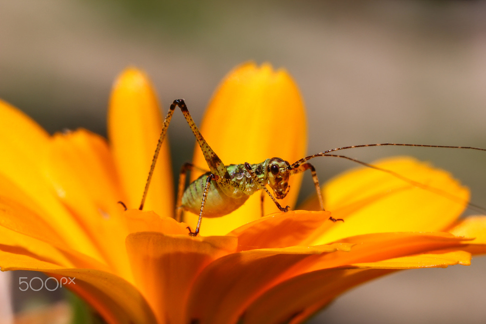 Canon MP-E 65mm F2.5 1-5x Macro Photo sample photo. Grasshopper photography