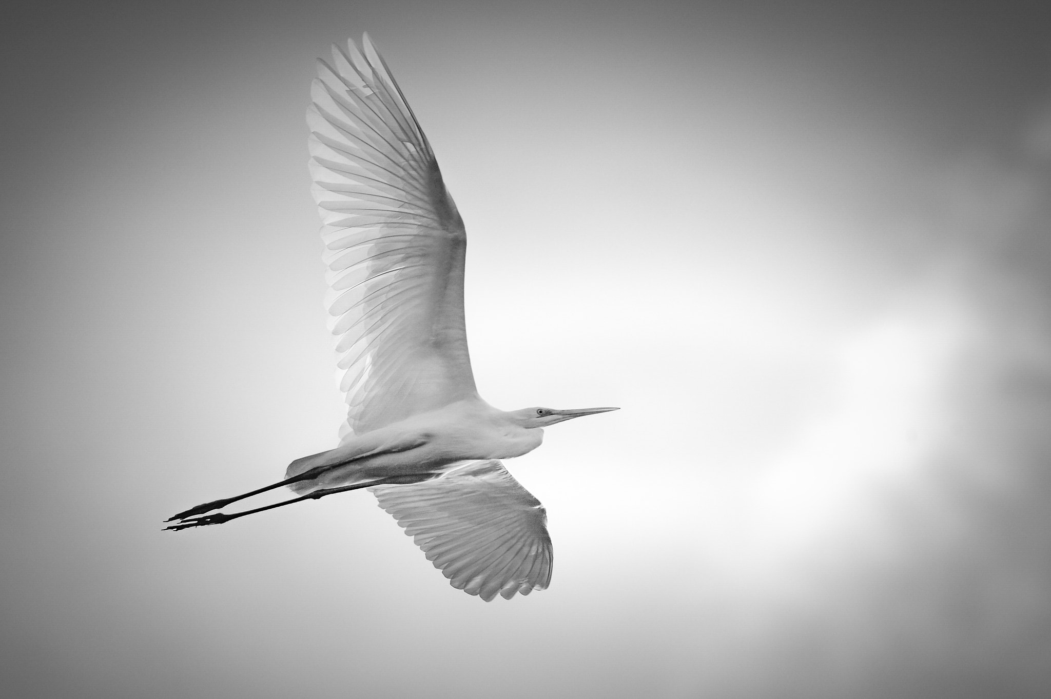 Nikon D4 + Nikon AF-S Nikkor 300mm F4D ED-IF sample photo. Into the light photography
