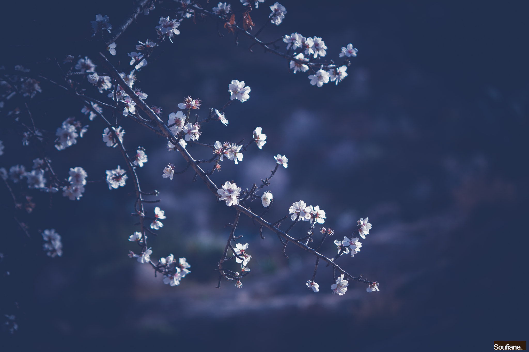 Sigma 70-200mm F2.8 EX DG OS HSM sample photo. Wintry blossoms photography
