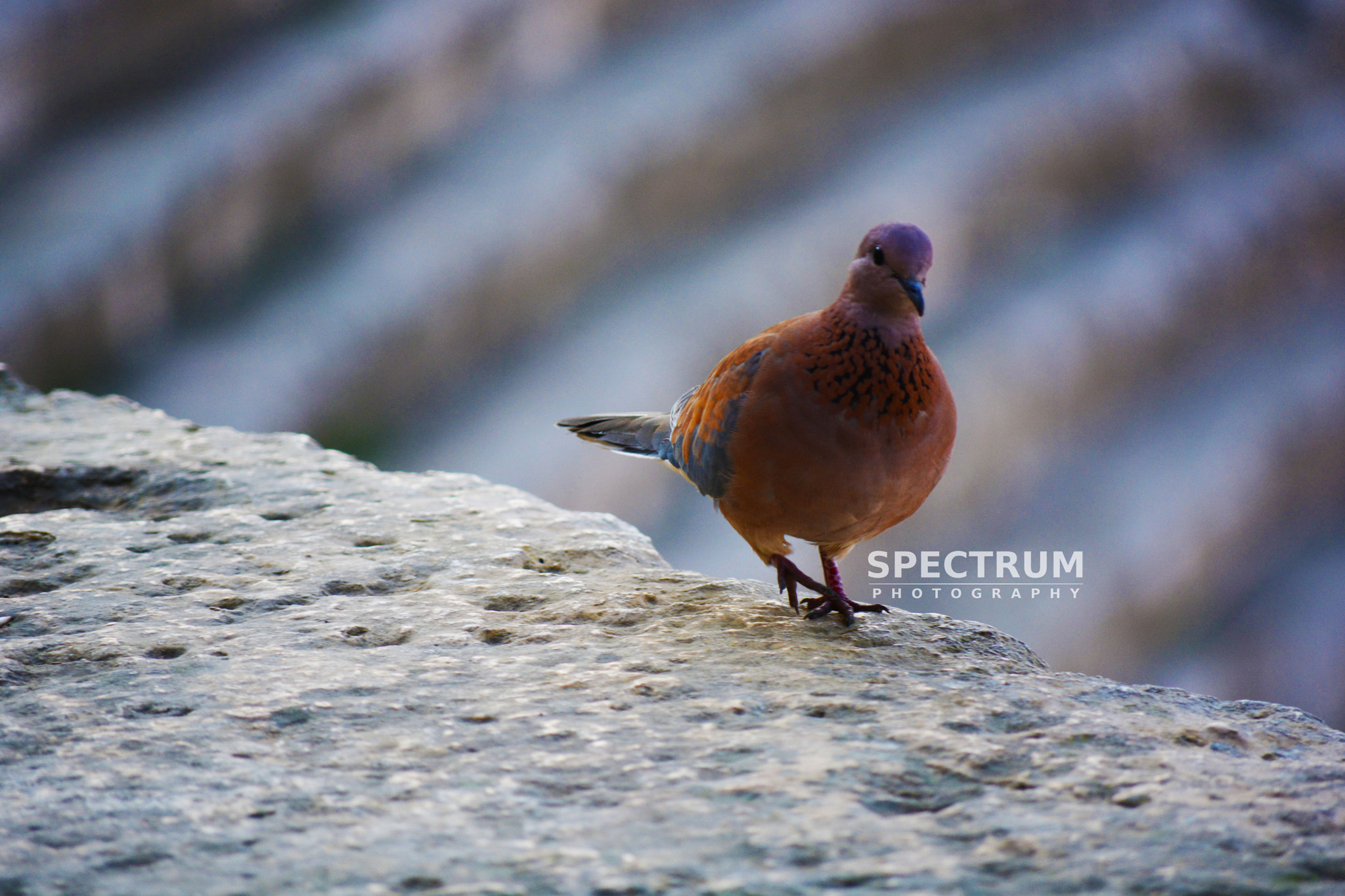 Nikon D5200 + AF Nikkor 20mm f/2.8 sample photo. Bird photography