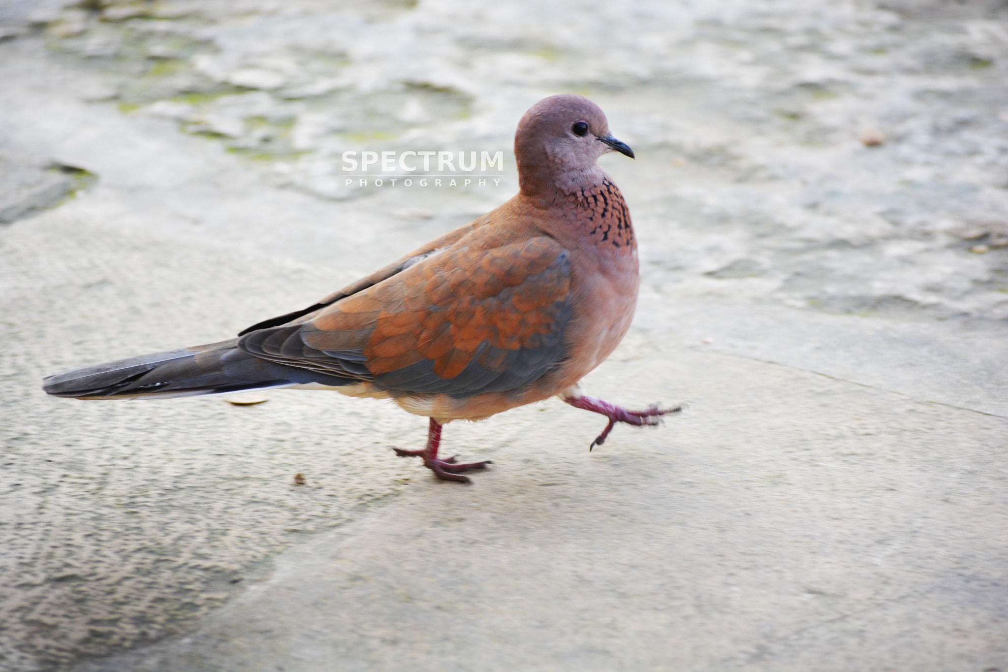 Nikon D5200 + AF Nikkor 20mm f/2.8 sample photo. Bird photography