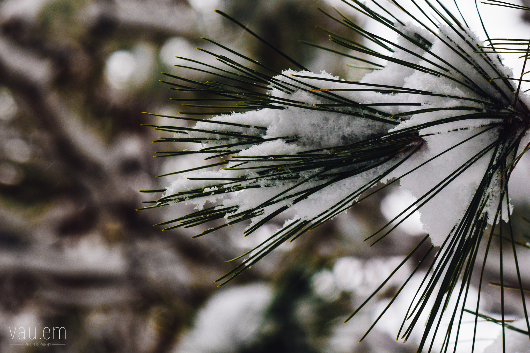 Sigma 150mm F2.8 EX DG Macro HSM sample photo. Snowcovered #2 photography
