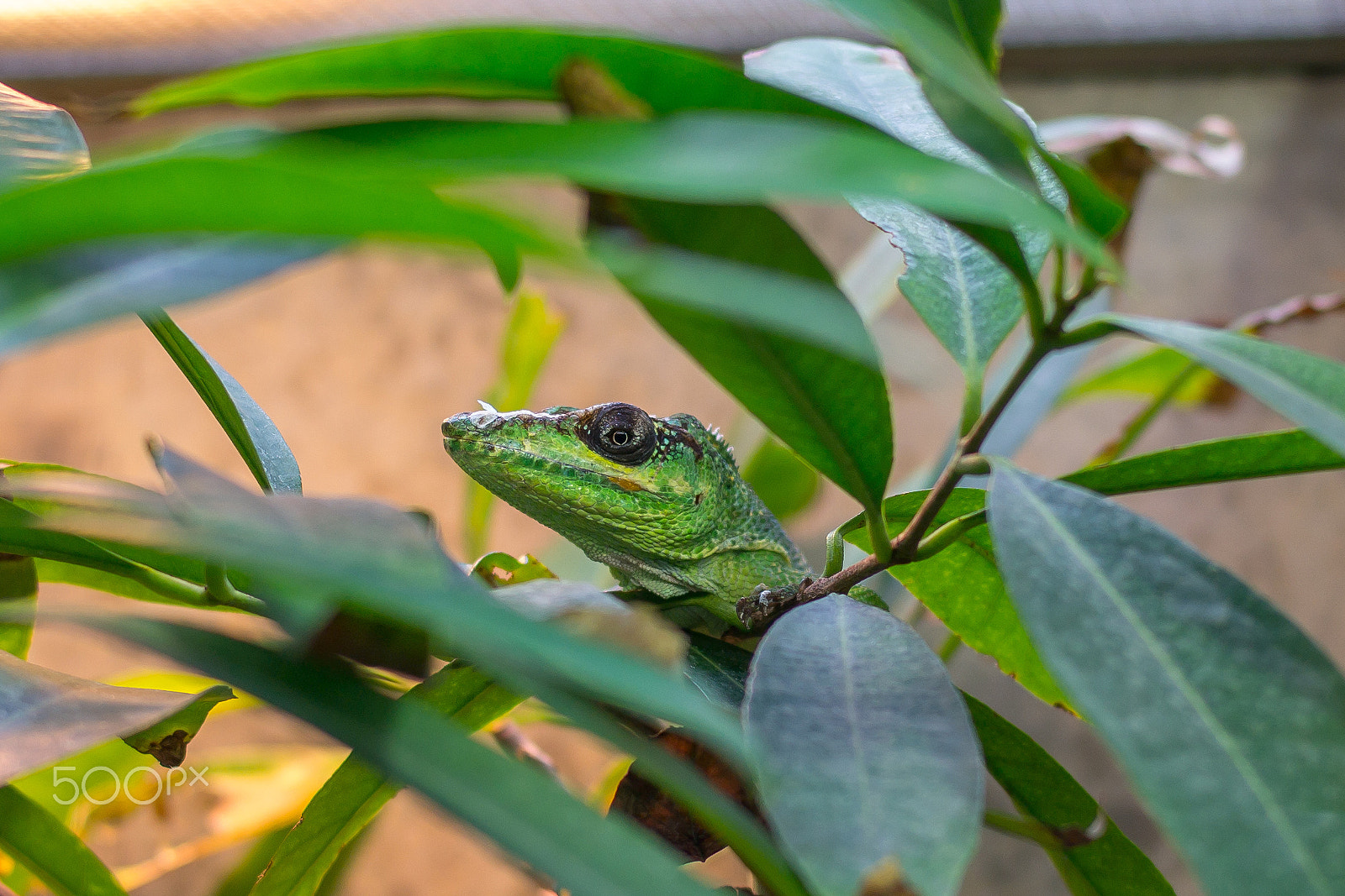 Samsung NX300 + Samsung NX 45mm F1.8 sample photo. Lizard 3 photography