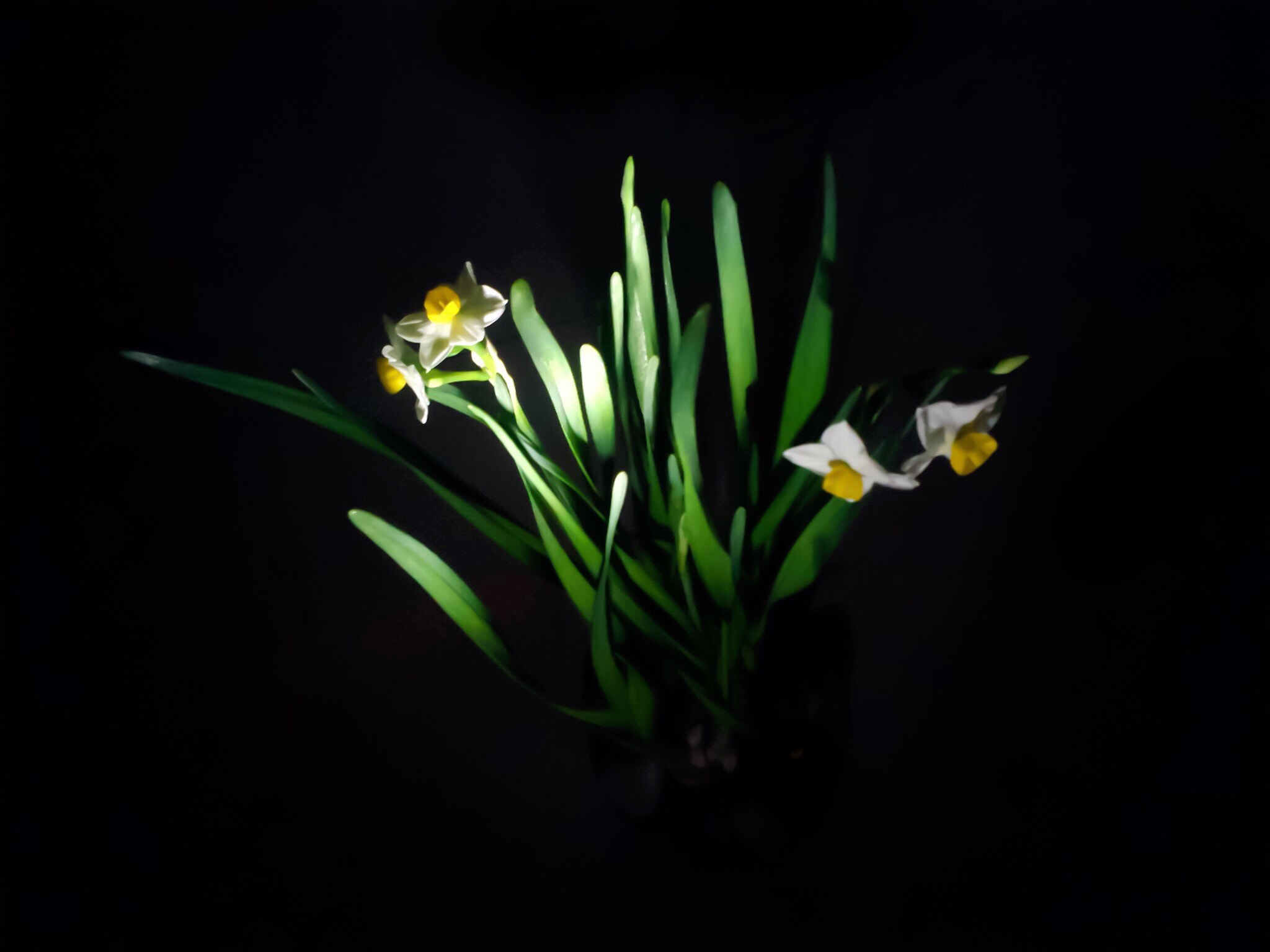 Meizu MX(040) sample photo. Daffodils photography