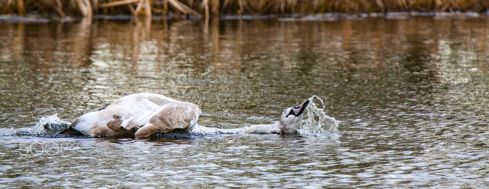 Tamron SP 150-600mm F5-6.3 Di VC USD sample photo. Young swan playing in the lake photography