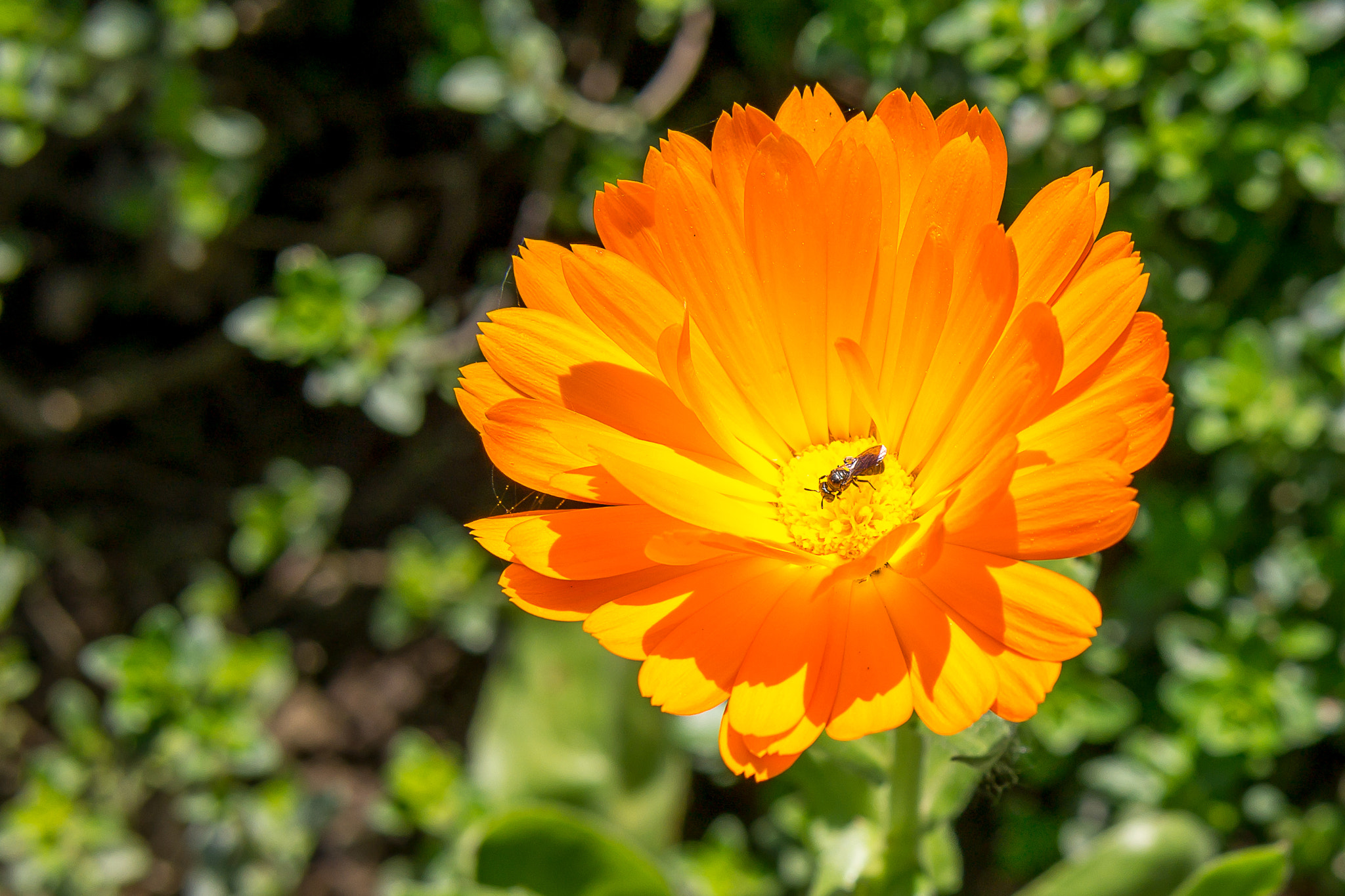 Samsung NX300 + Samsung NX 45mm F1.8 sample photo. Flower photography