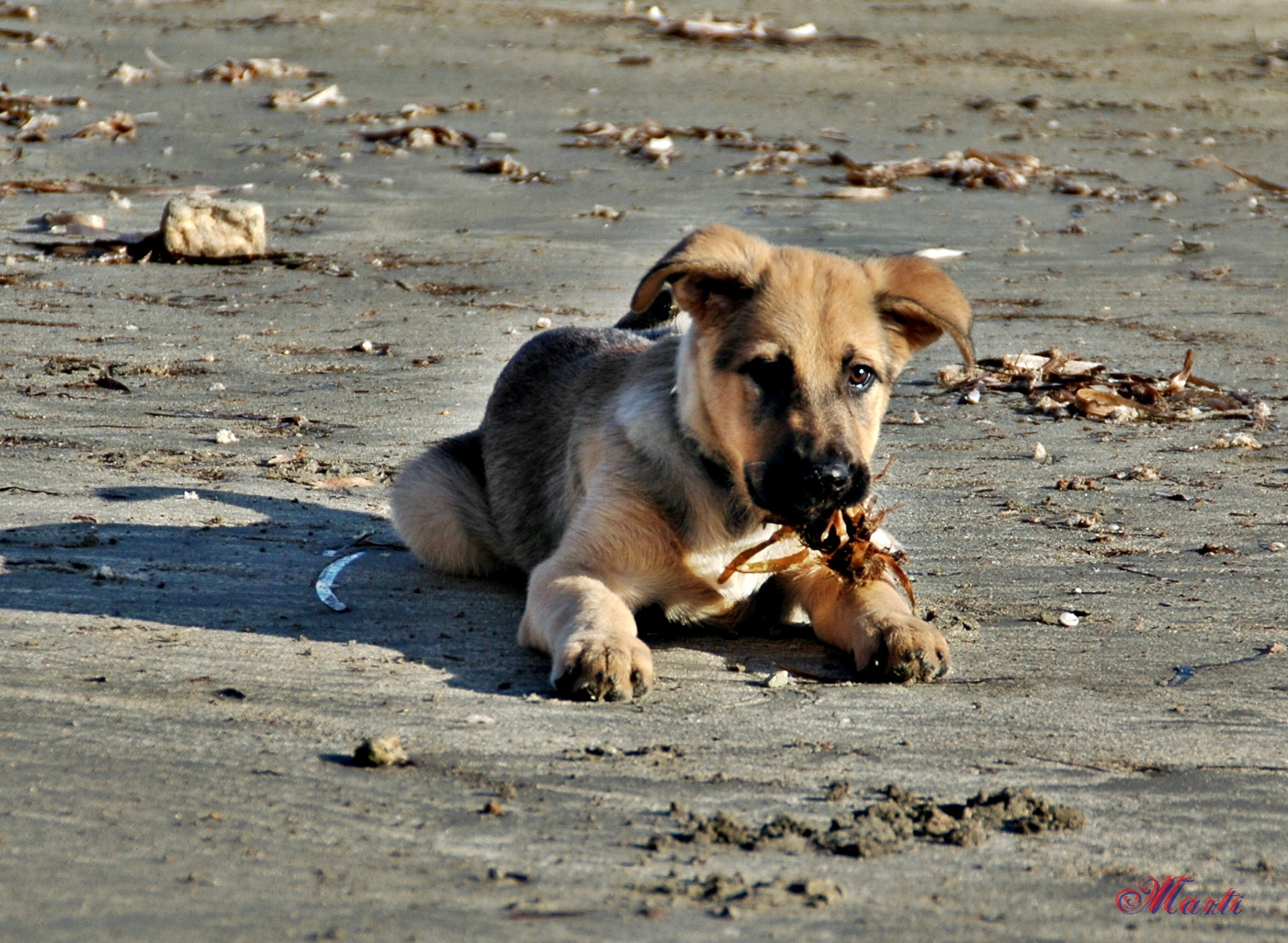 Nikon D70 sample photo. Sirrah photography