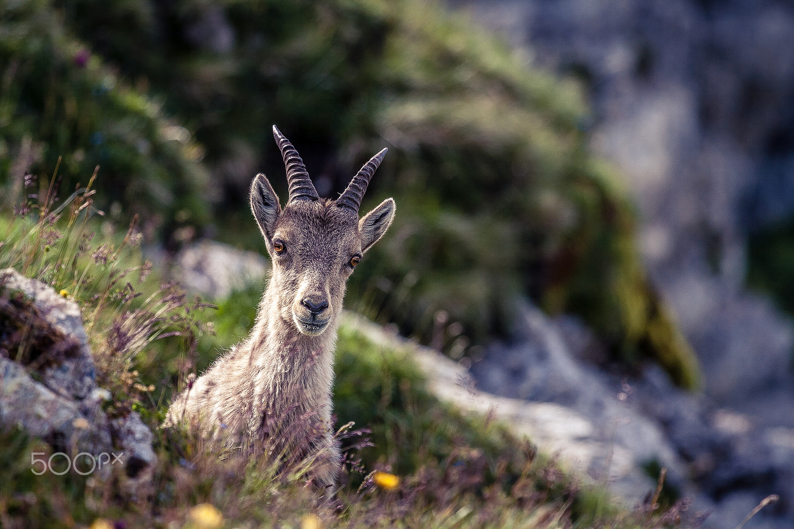 Canon EF 100-400mm F4.5-5.6L IS USM sample photo. Ibex photography