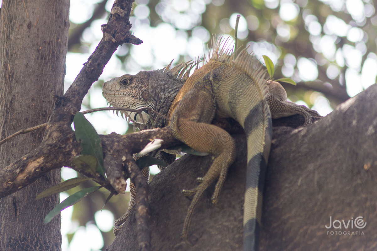 Canon EF 75-300mm F4.0-5.6 IS USM sample photo. Fauna  guayaquil "estero salado" photography