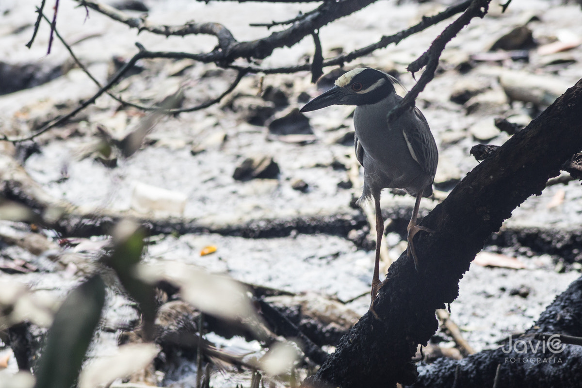 Canon EF 75-300mm F4.0-5.6 IS USM sample photo. Fauna  guayaquil "estero salado" photography