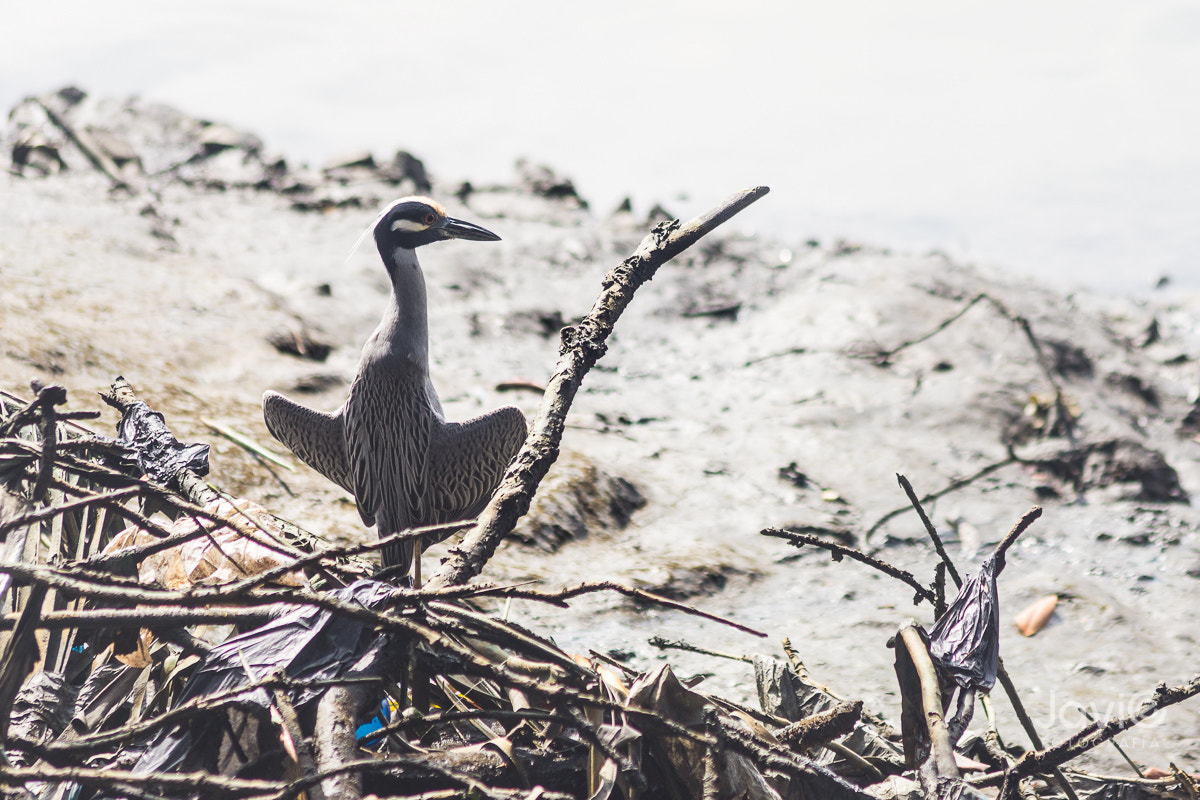 Canon EF 75-300mm F4.0-5.6 IS USM sample photo. Fauna  guayaquil "estero salado" photography