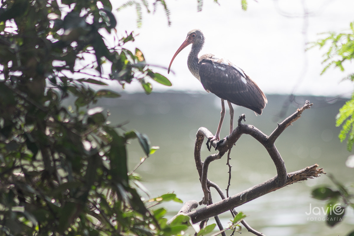 Canon EF 75-300mm F4.0-5.6 IS USM sample photo. Fauna  guayaquil "estero salado" photography