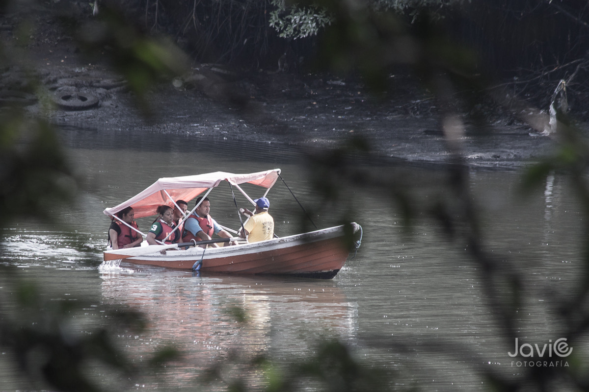 Canon EF 75-300mm F4.0-5.6 IS USM sample photo. Fauna  guayaquil "estero salado" photography