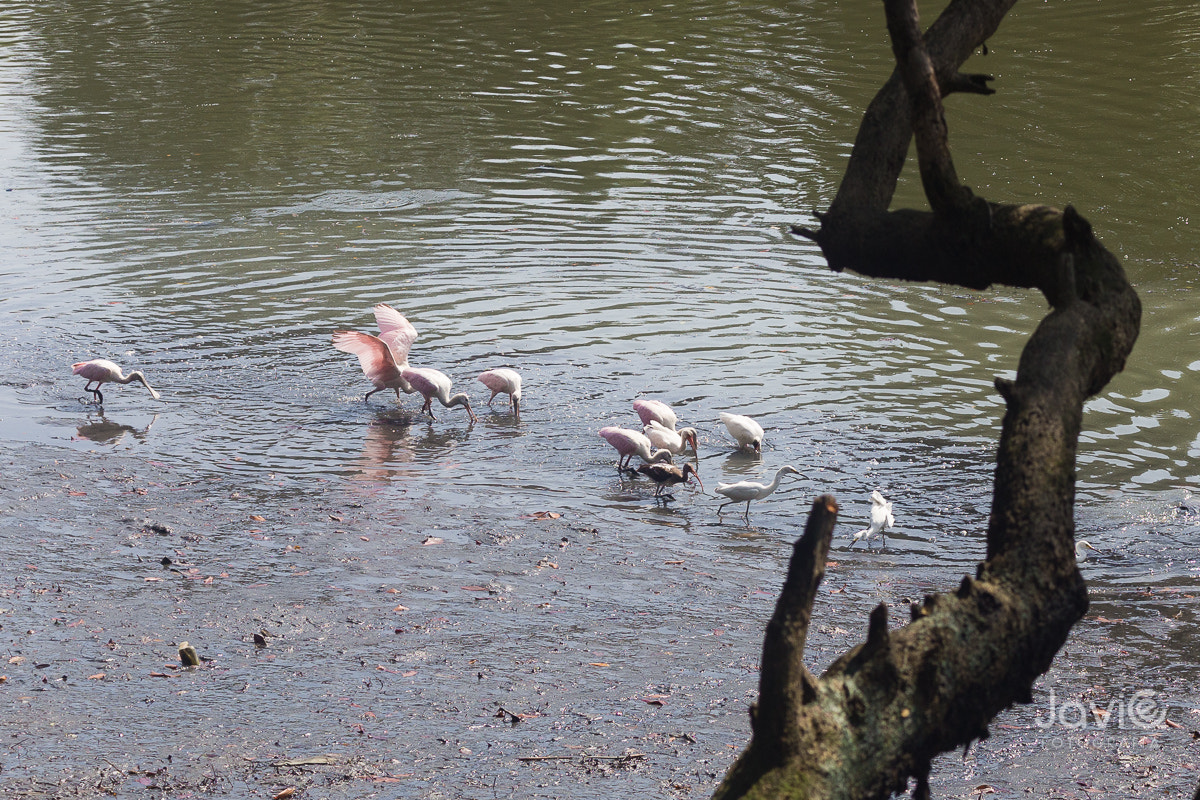 Canon EF 75-300mm F4.0-5.6 IS USM sample photo. Fauna  guayaquil "estero salado" photography