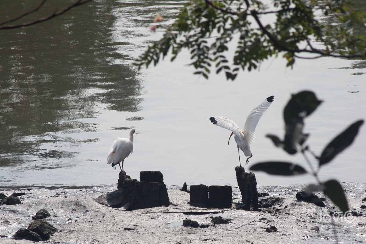 Canon EF 75-300mm F4.0-5.6 IS USM sample photo. Fauna  guayaquil "estero salado" photography