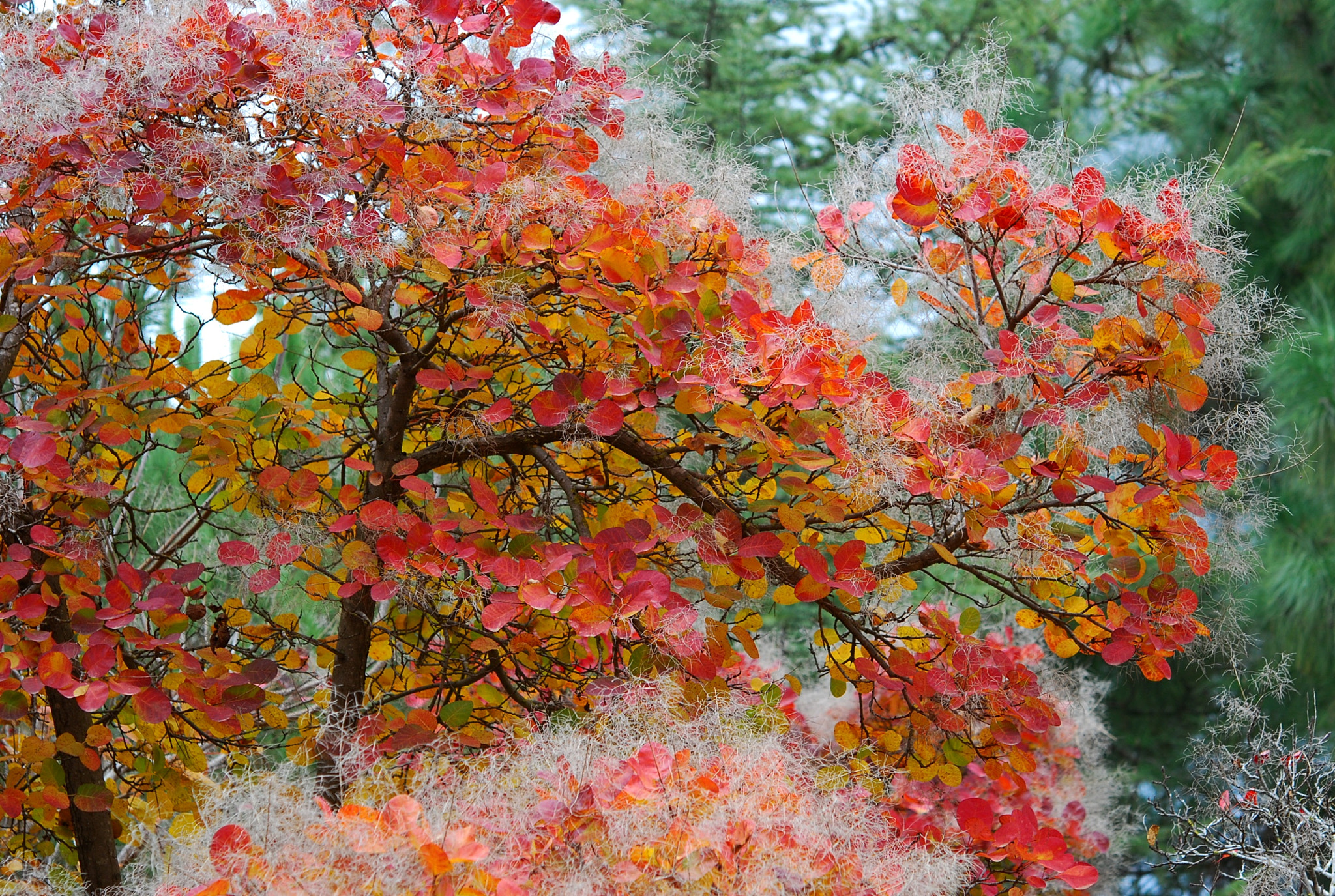 Nikon AF-S Micro-Nikkor 60mm F2.8G ED sample photo. Colors photography