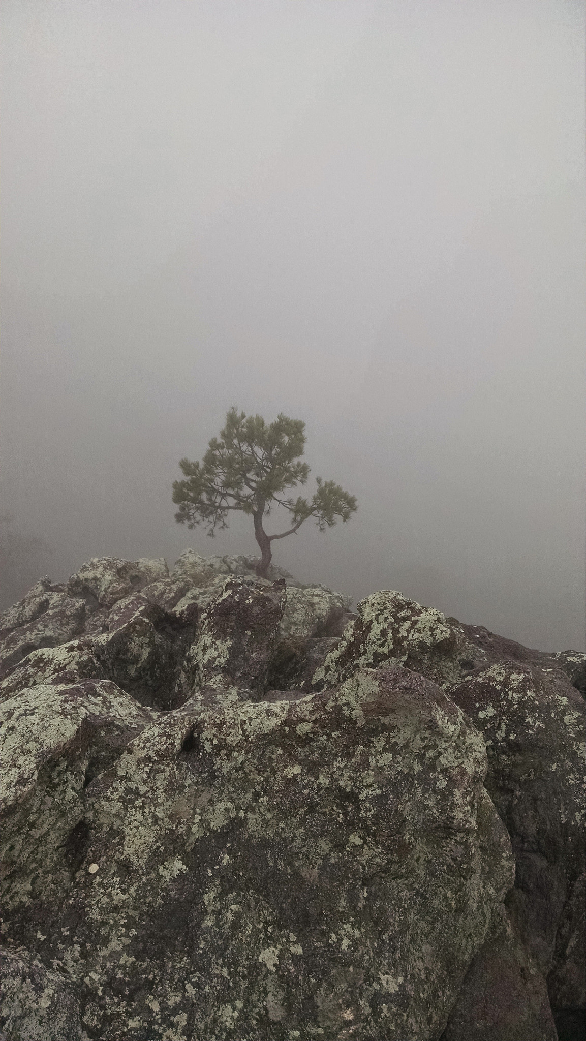 Motorola Droid Mini sample photo. Lone tree photography