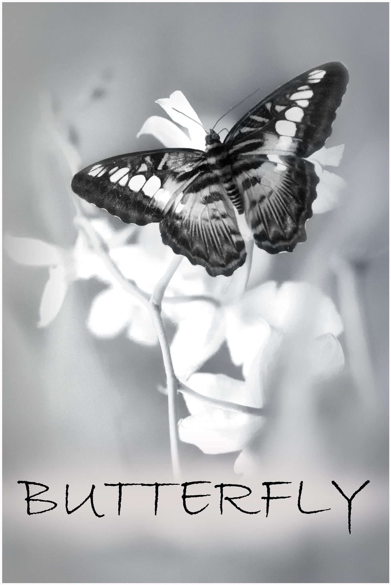 Canon EOS-1Ds Mark III sample photo. The butterfly photography