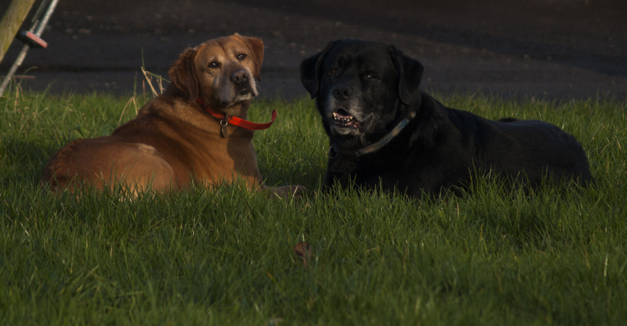 Olympus E-450 (EVOLT E-450) sample photo. Dogs photography
