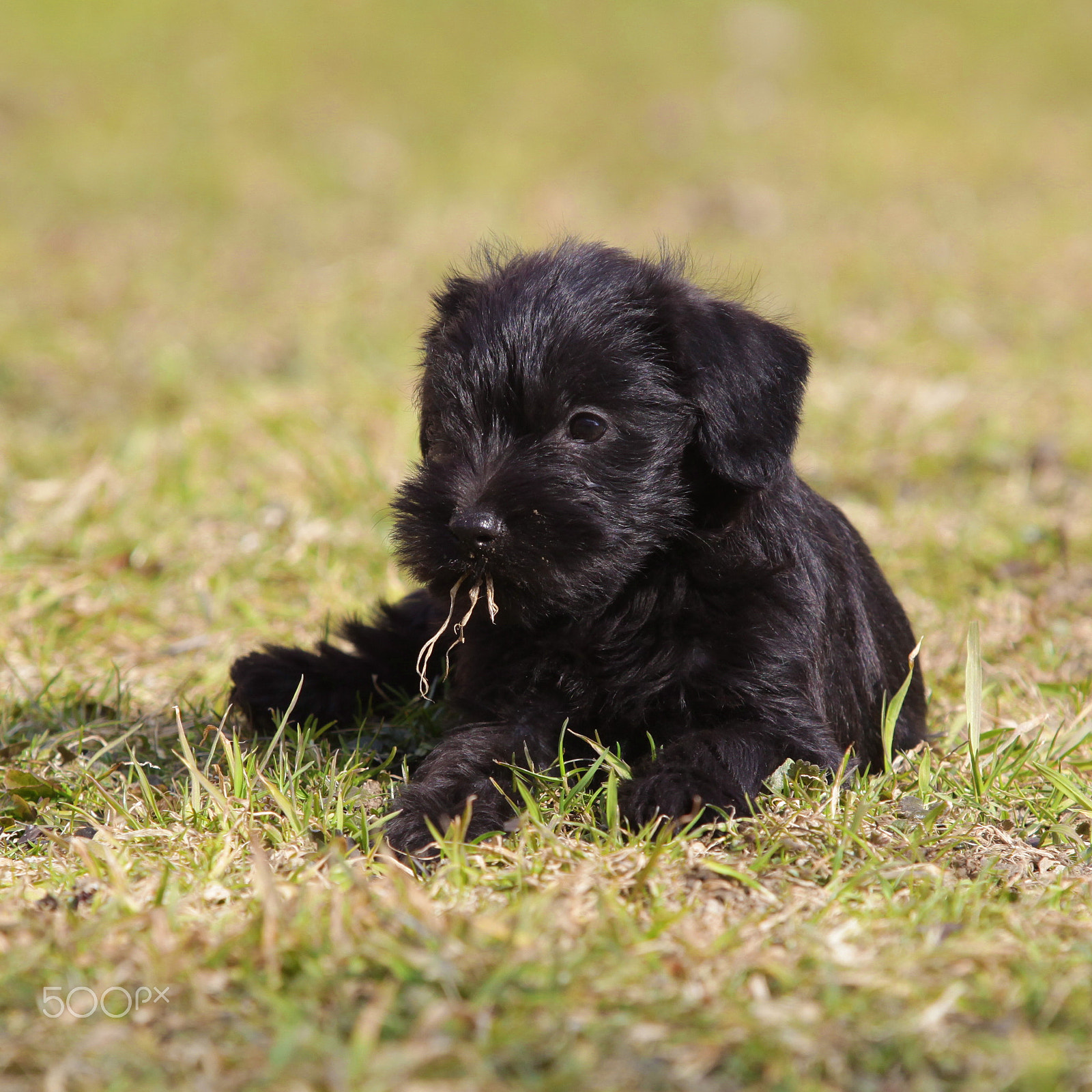 Canon EF 600mm f/4L IS sample photo. Puppies photography