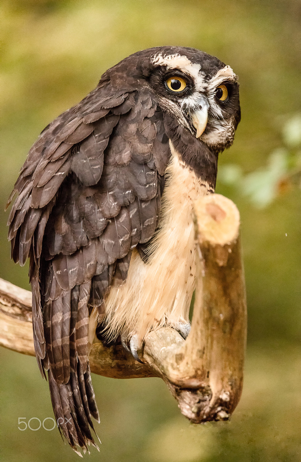 Canon EOS 5DS + Sigma 150-600mm F5-6.3 DG OS HSM | C sample photo. Spectacled owl photography