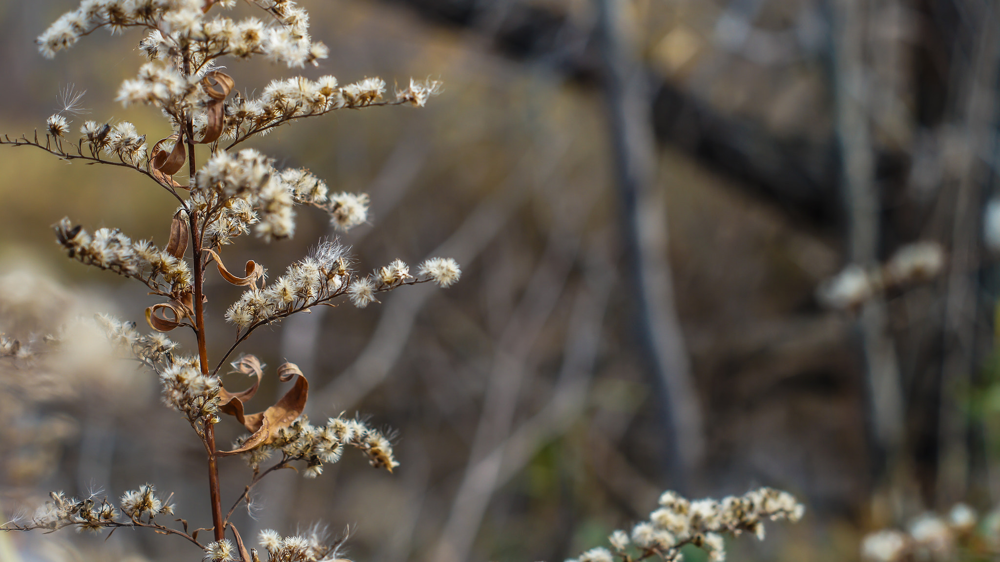 Sony SLT-A35 sample photo. Winter is coming photography