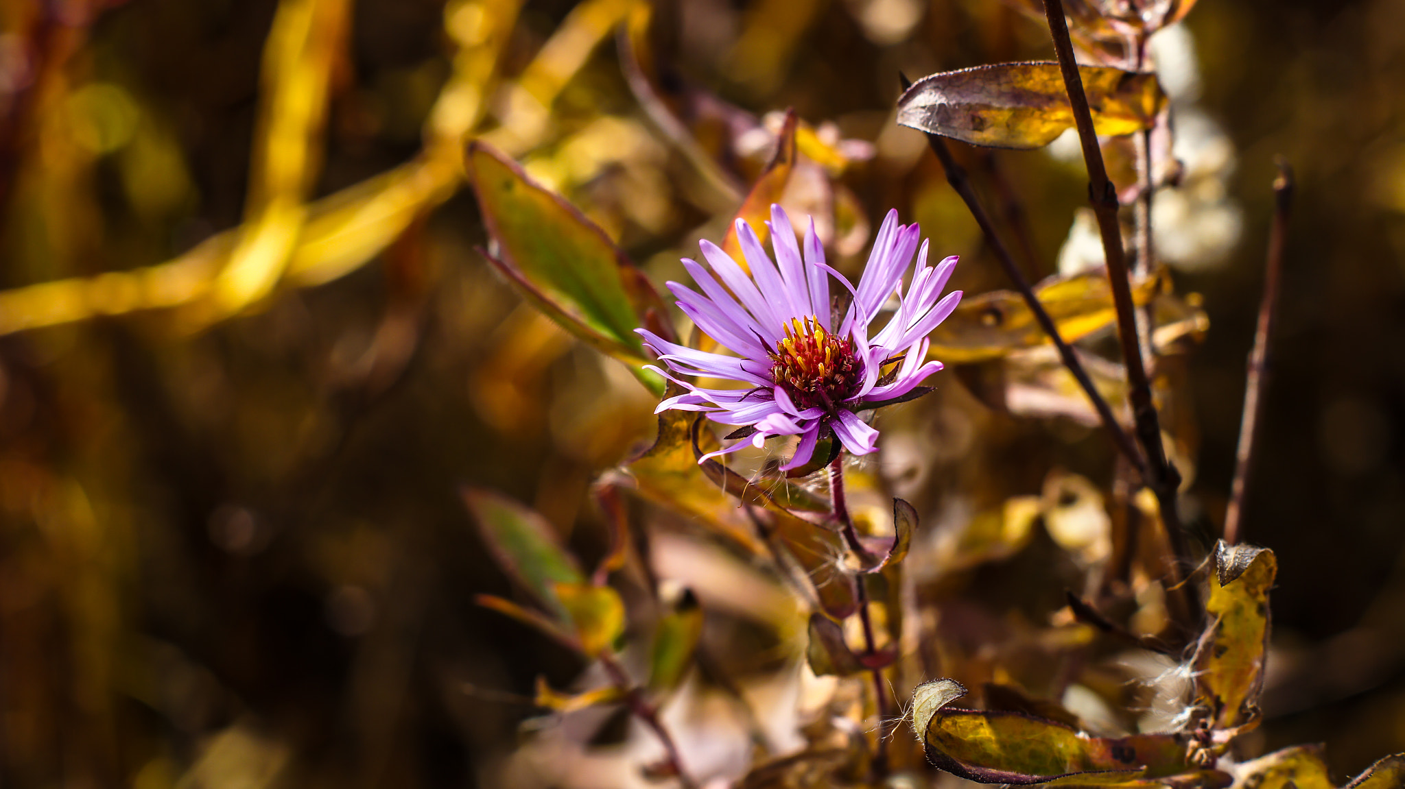 Sony SLT-A35 sample photo. Last glimpse of summer photography