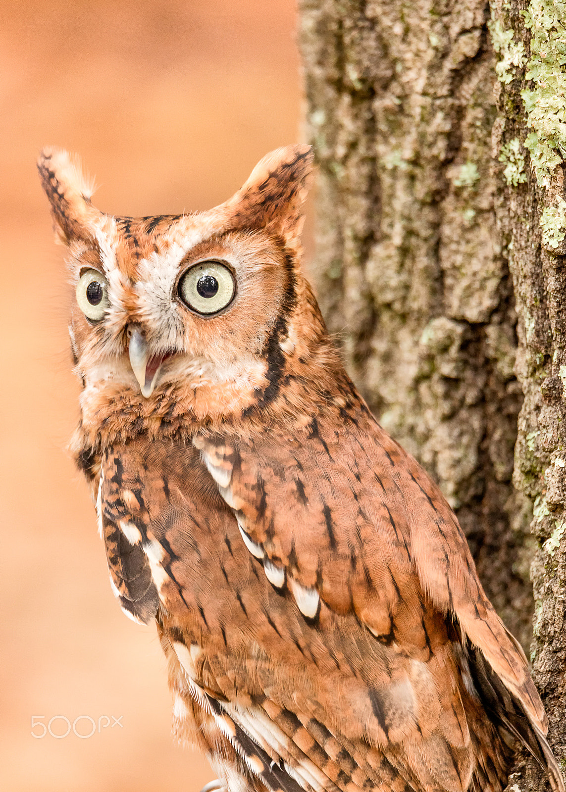 Sigma 150-600mm F5-6.3 DG OS HSM | C sample photo. Eastern screech owl red phase photography