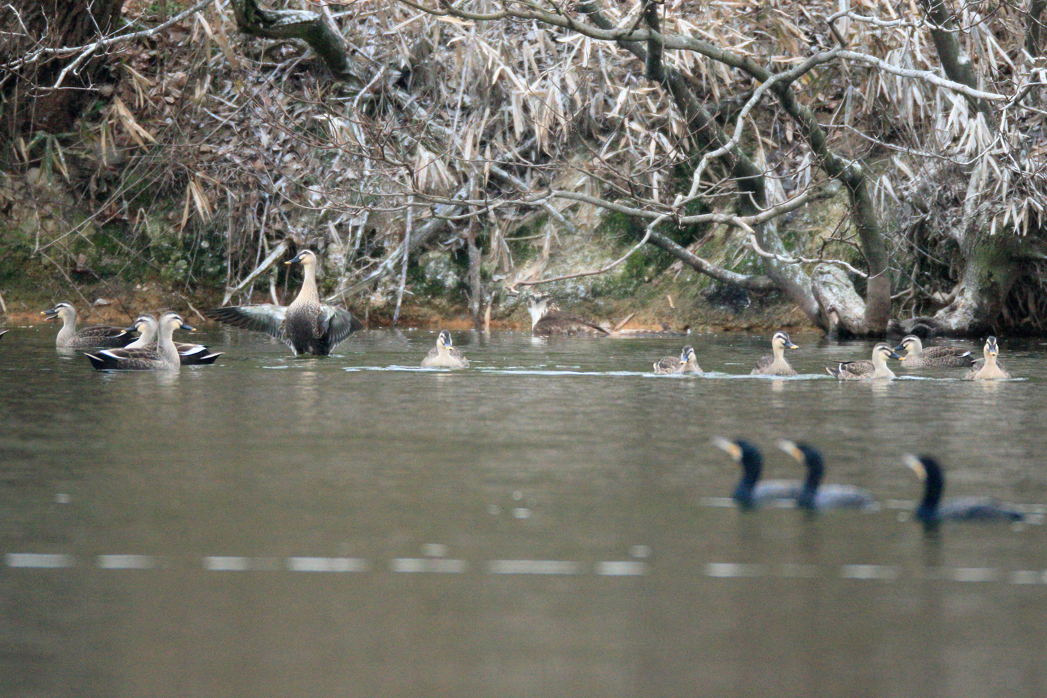 Canon EF 800mm F5.6L IS USM sample photo. クマタカ   狩り− photography