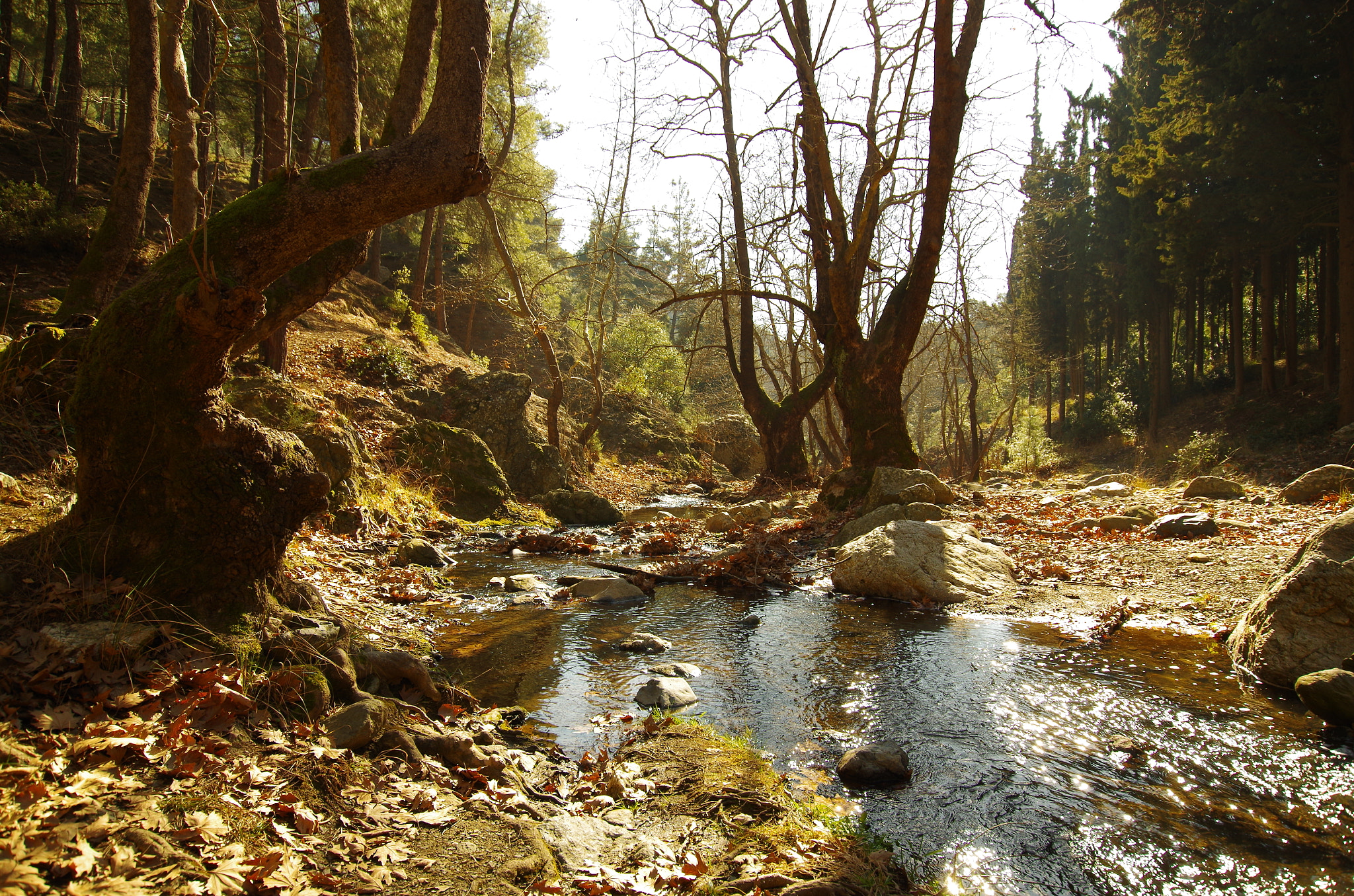 Pentax K-500 sample photo. Deep in the forest photography