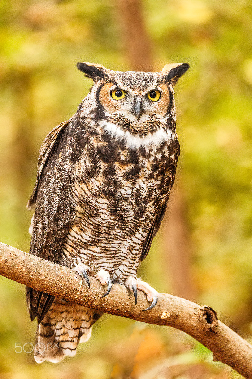 Canon EOS 5DS + Sigma 150-600mm F5-6.3 DG OS HSM | C sample photo. Great horned owl photography