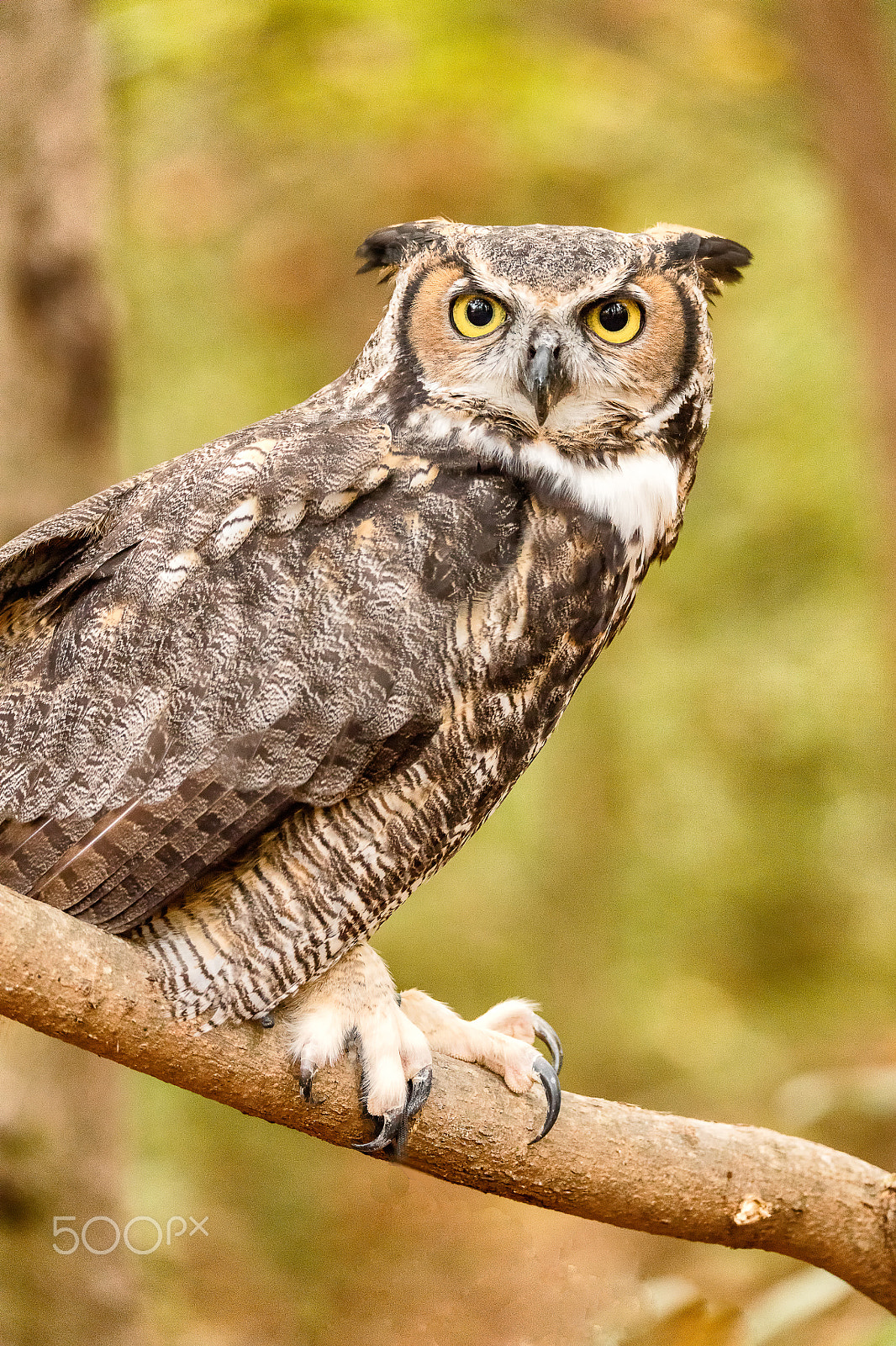 Canon EOS 5DS + Sigma 150-600mm F5-6.3 DG OS HSM | C sample photo. Great horned owl on branch photography