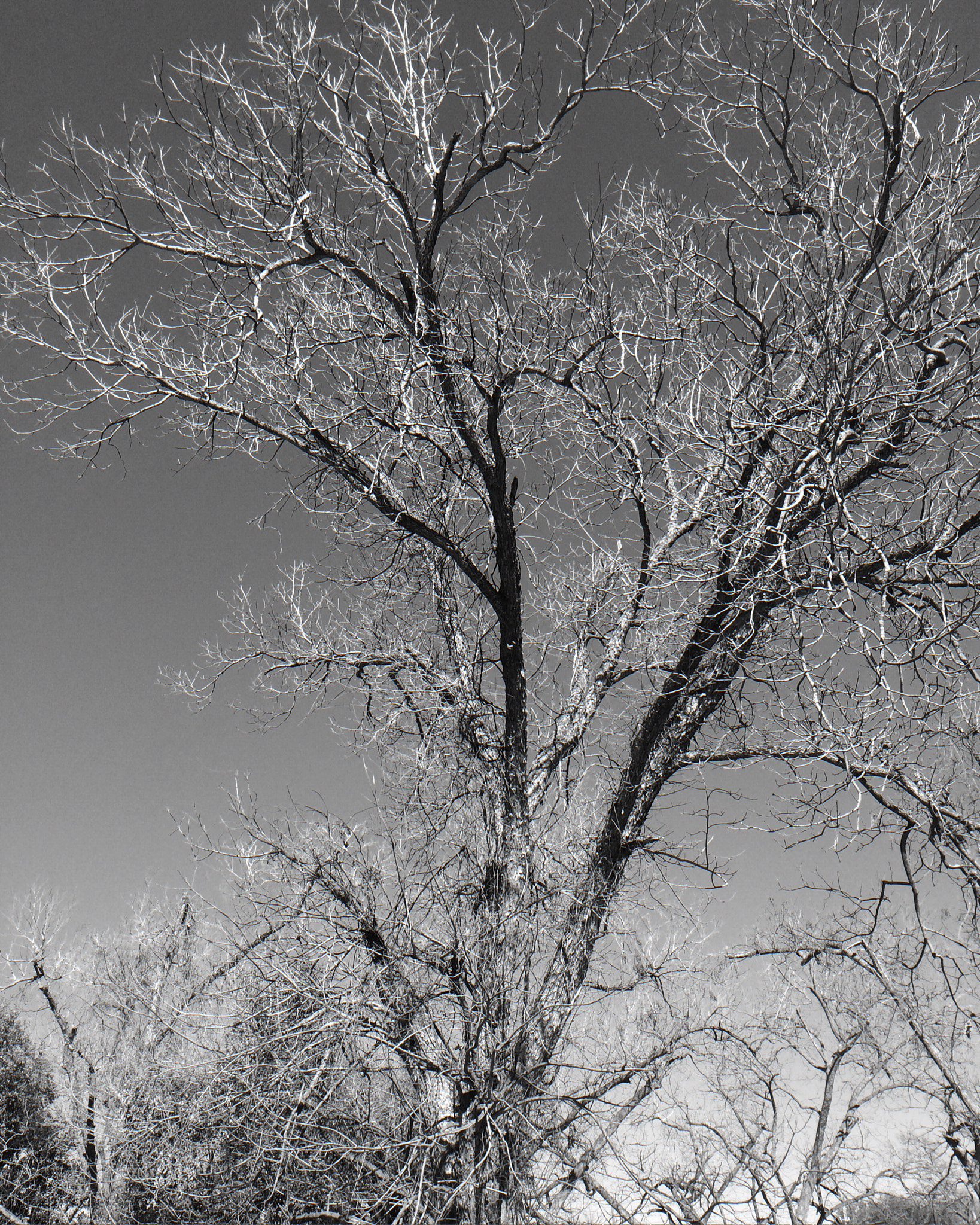 Curious Satellite Hueless on iPhone sample photo