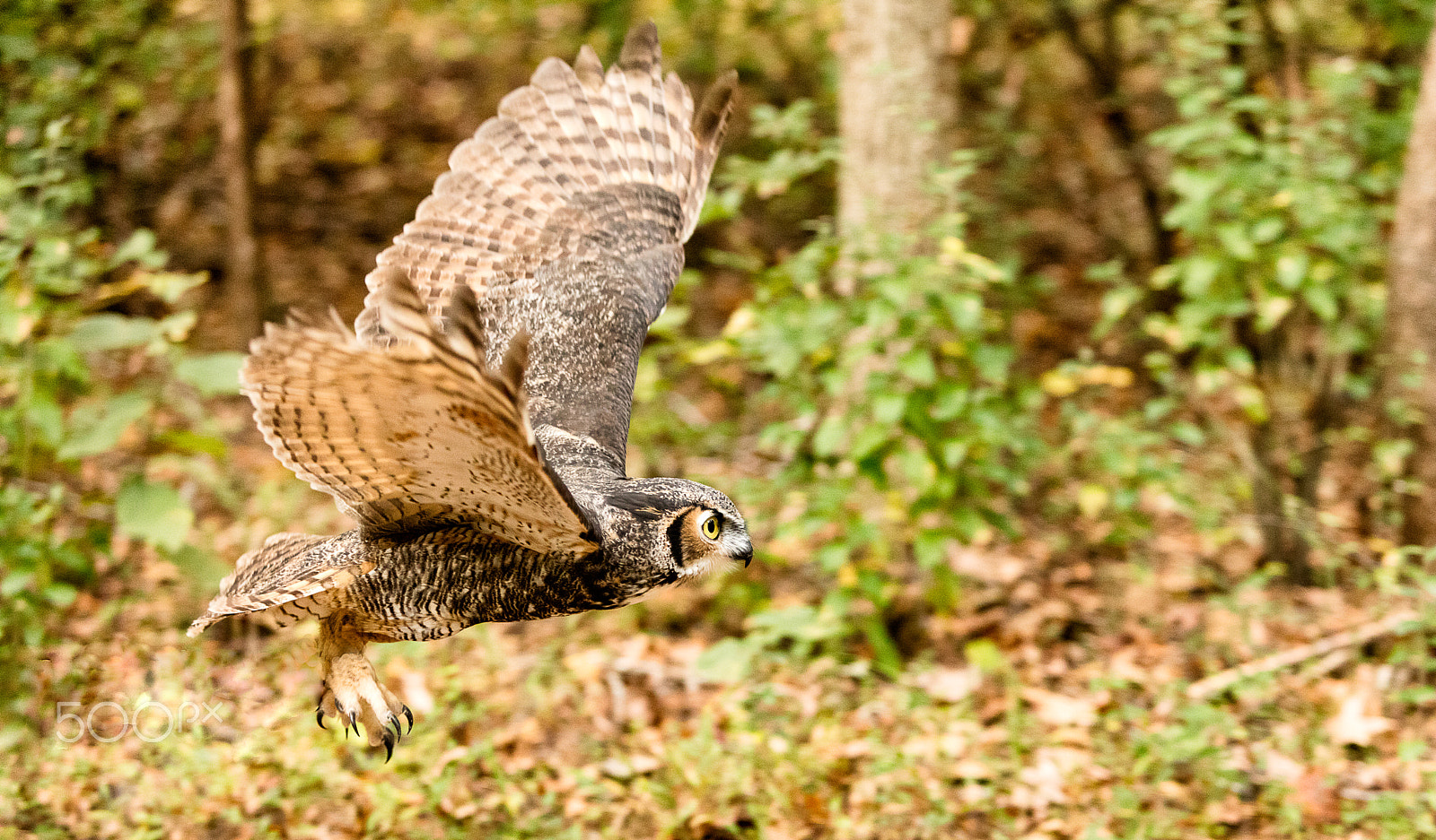 Canon EOS 5DS sample photo. Great horned owl in flight photography