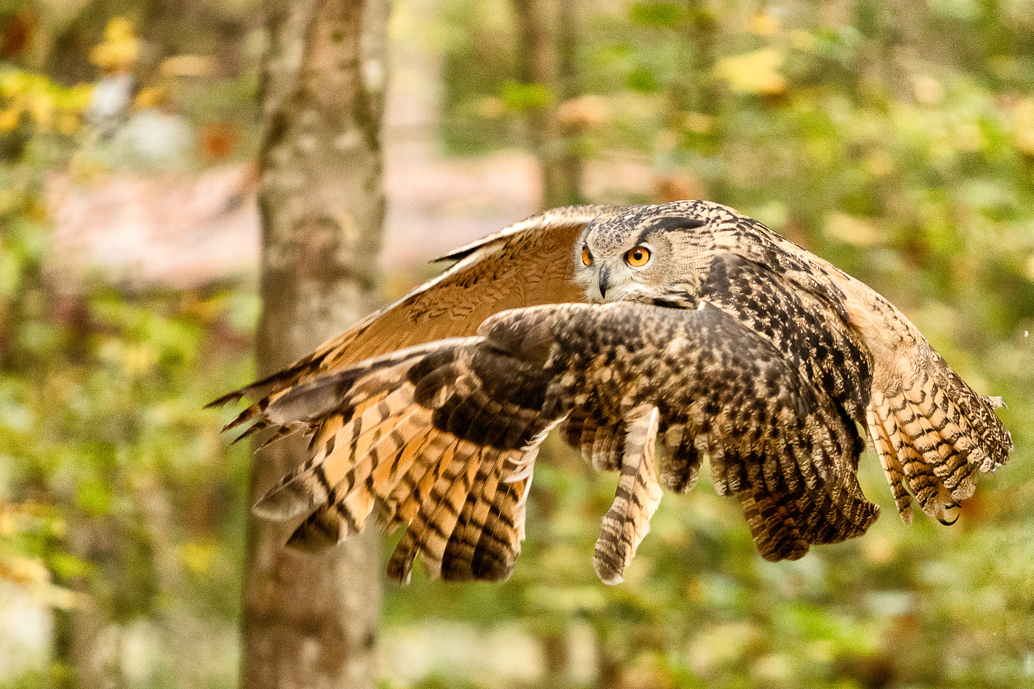 Canon EOS 5DS sample photo. Eurasian eagle-owl in flight photography