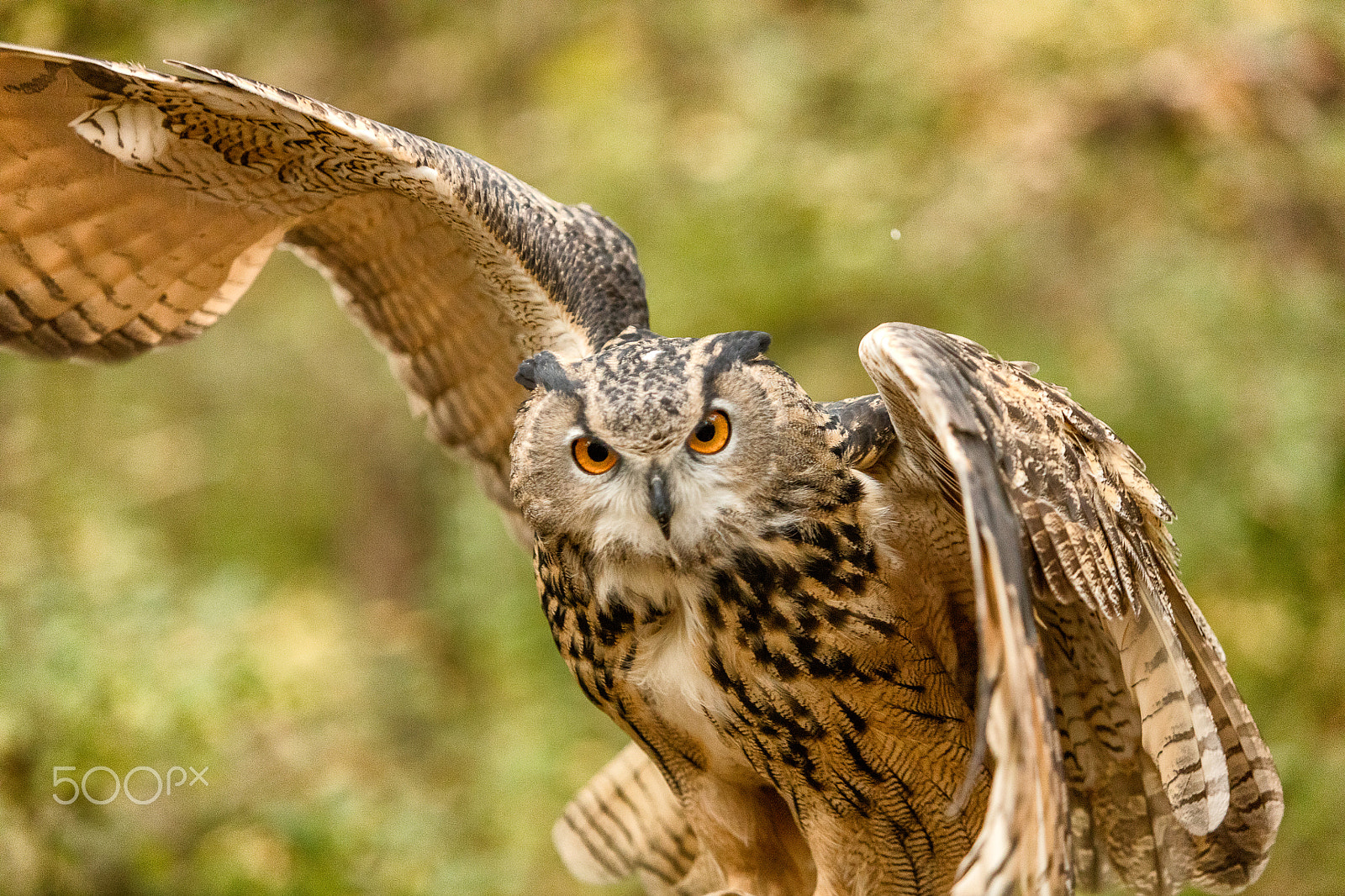 Canon EOS 5DS sample photo. Eurasian eagle-owl flying photography
