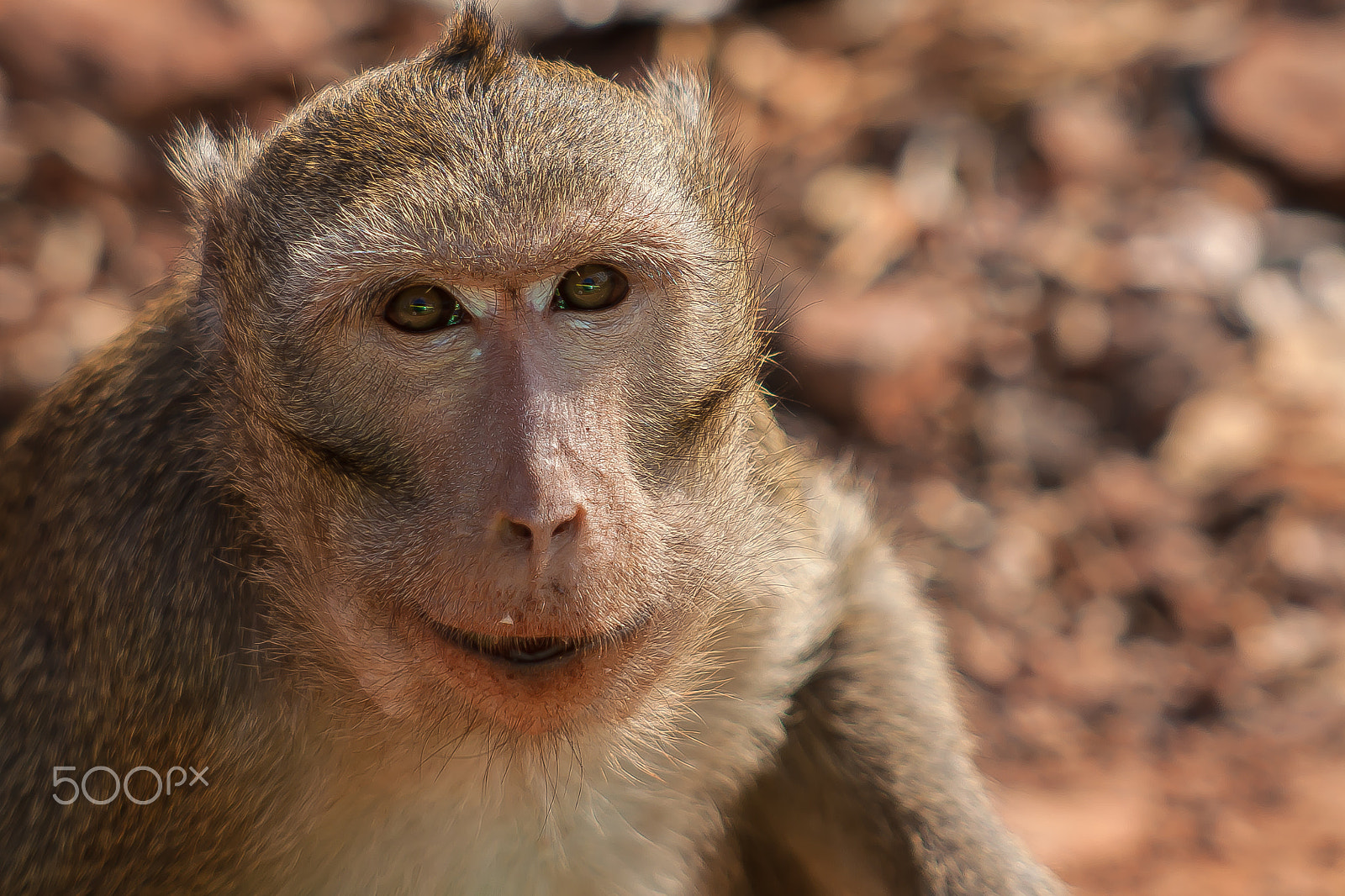 Canon EF 100-300mm F4.5-5.6 USM sample photo. The happy macaque photography