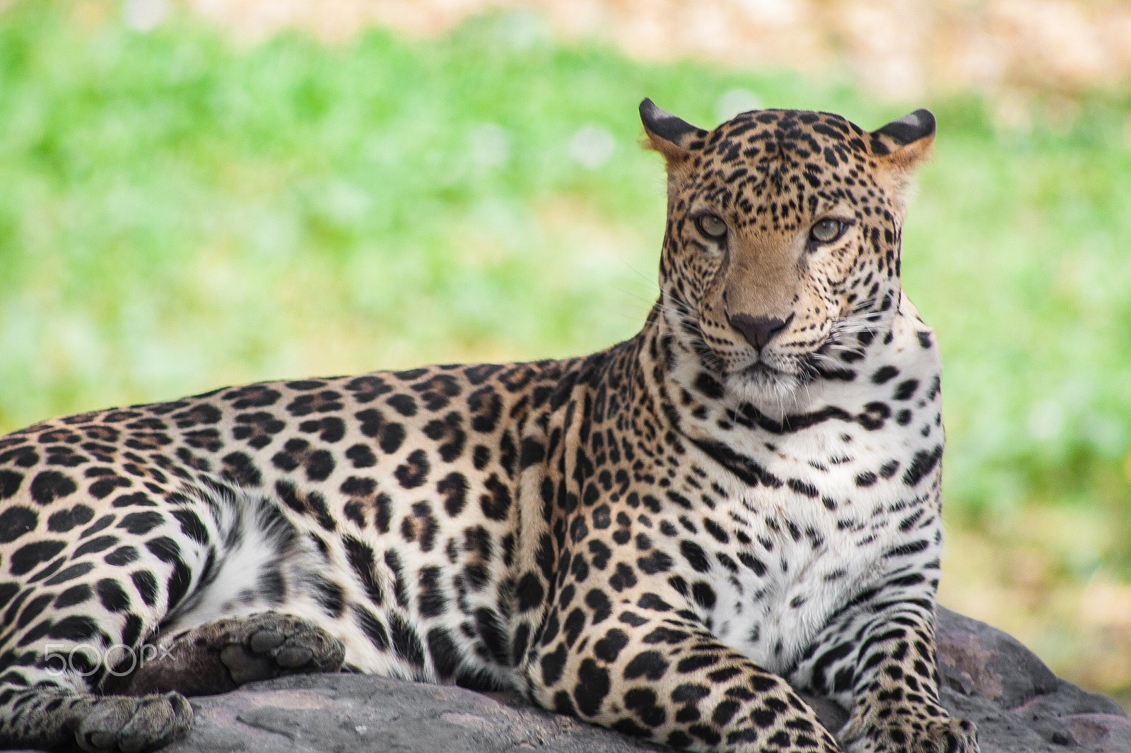 Canon EF 100-300mm F4.5-5.6 USM sample photo. King leopard photography