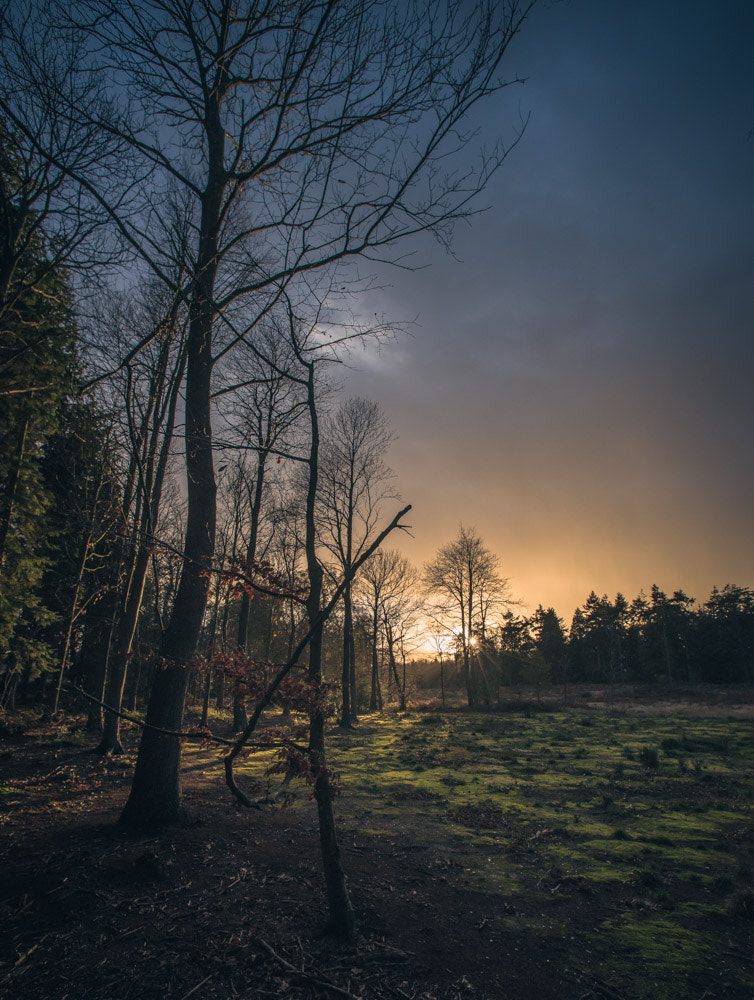 Nikon D810 + Nikon AF Nikkor 14mm F2.8D ED sample photo. Sunset @ felbrigg woods photography