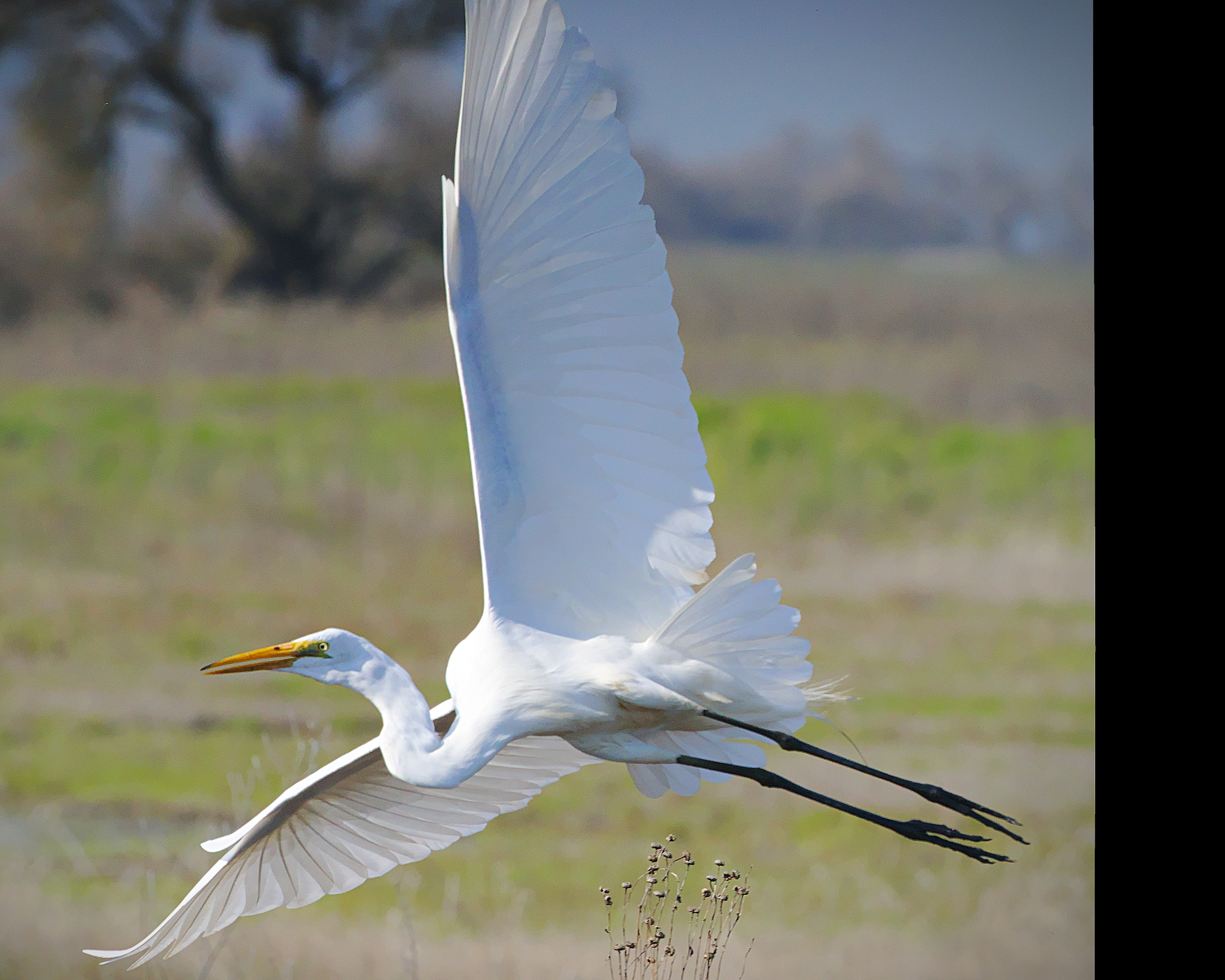 Sony a7R II + Canon EF 100-400mm F4.5-5.6L IS USM sample photo. Egret in flight photography