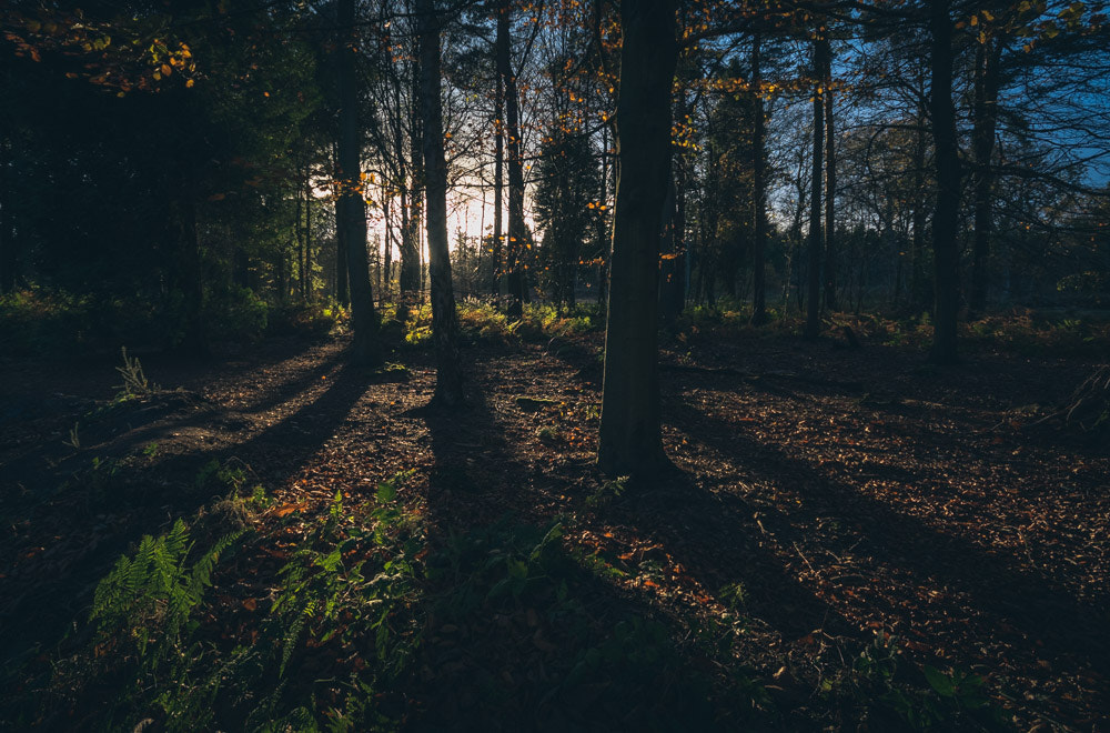 Sigma 10-20mm F4-5.6 EX DC HSM sample photo. Felbrigg hall photography