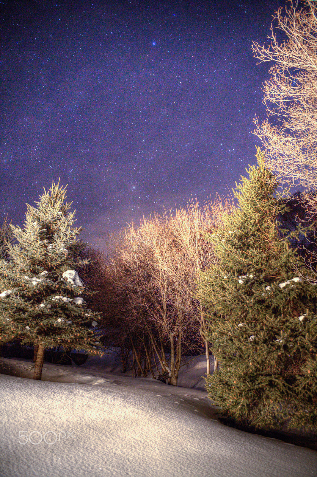 Canon EF 400mm f/2.8L sample photo. Forrest of stars photography