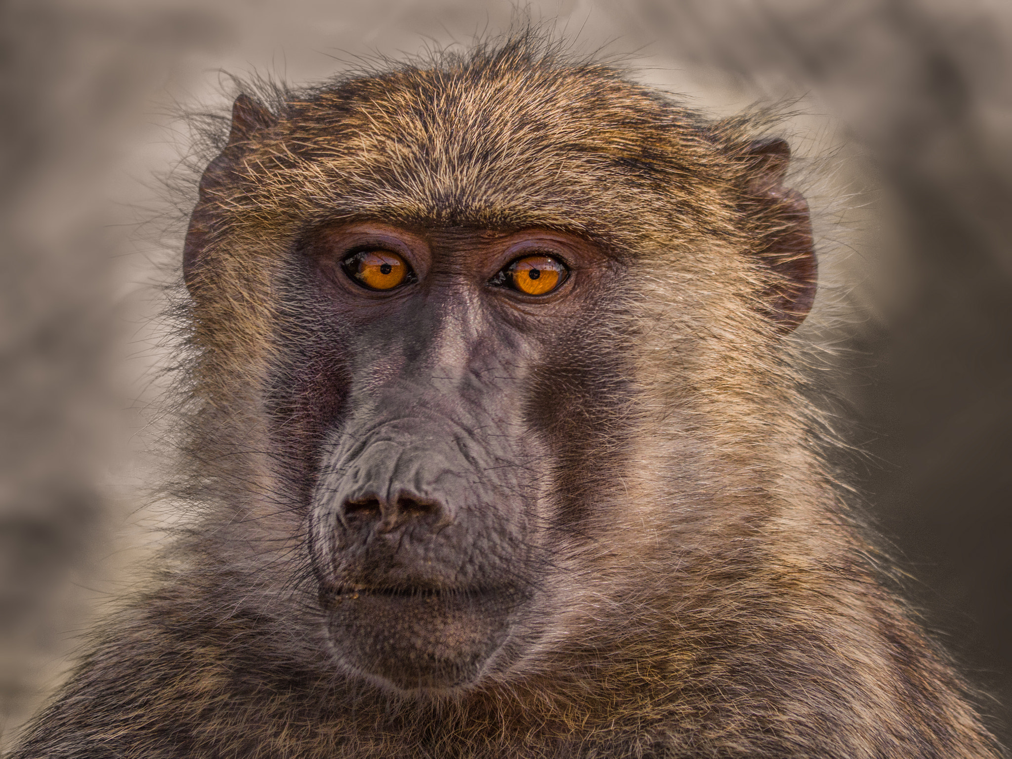 Panasonic Lumix DMC-G6 sample photo. Baboon_closeup photography