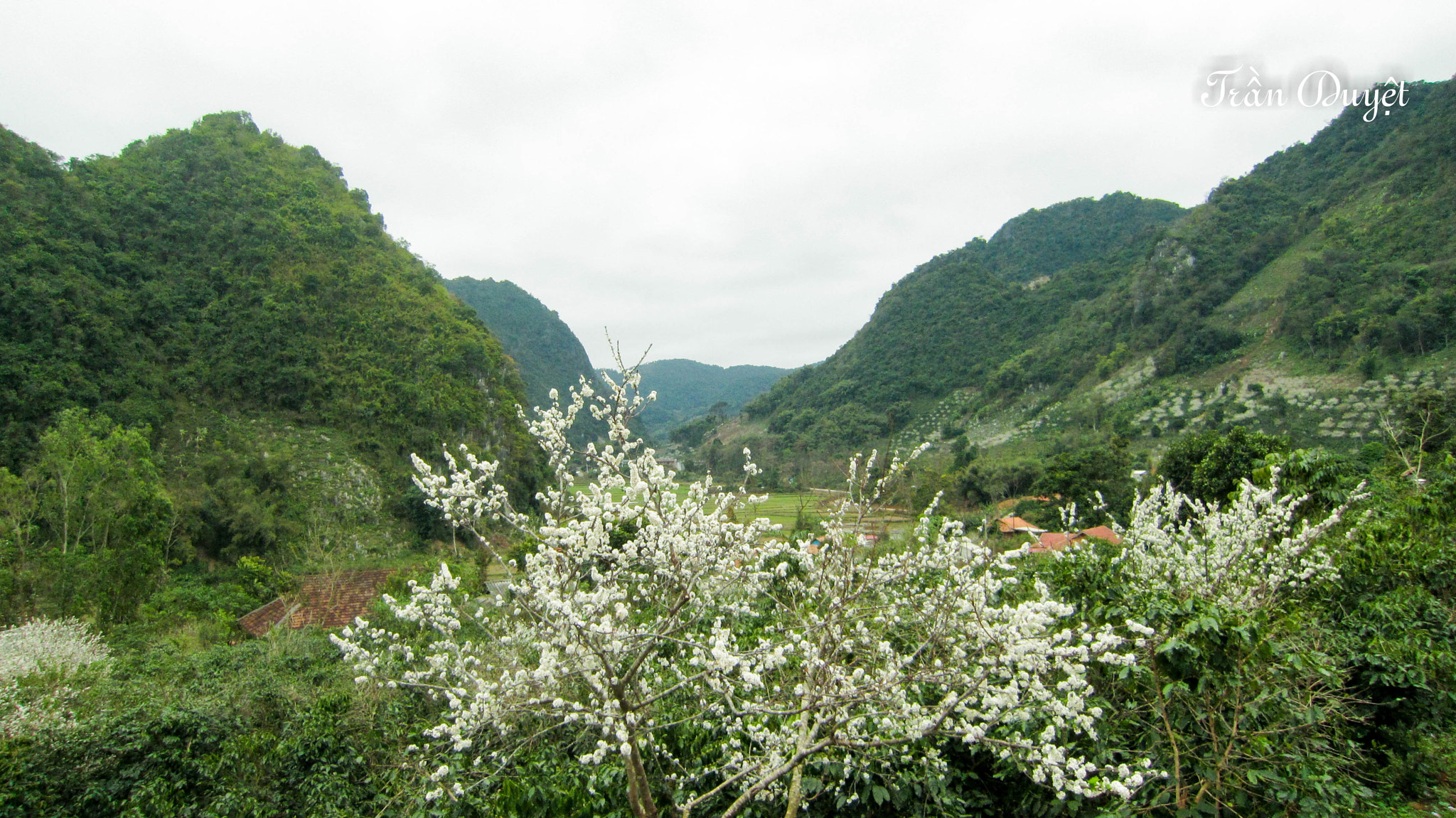 Canon PowerShot ELPH 500 HS (IXUS 310 HS / IXY 31S) sample photo. Hoa man vietnam photography